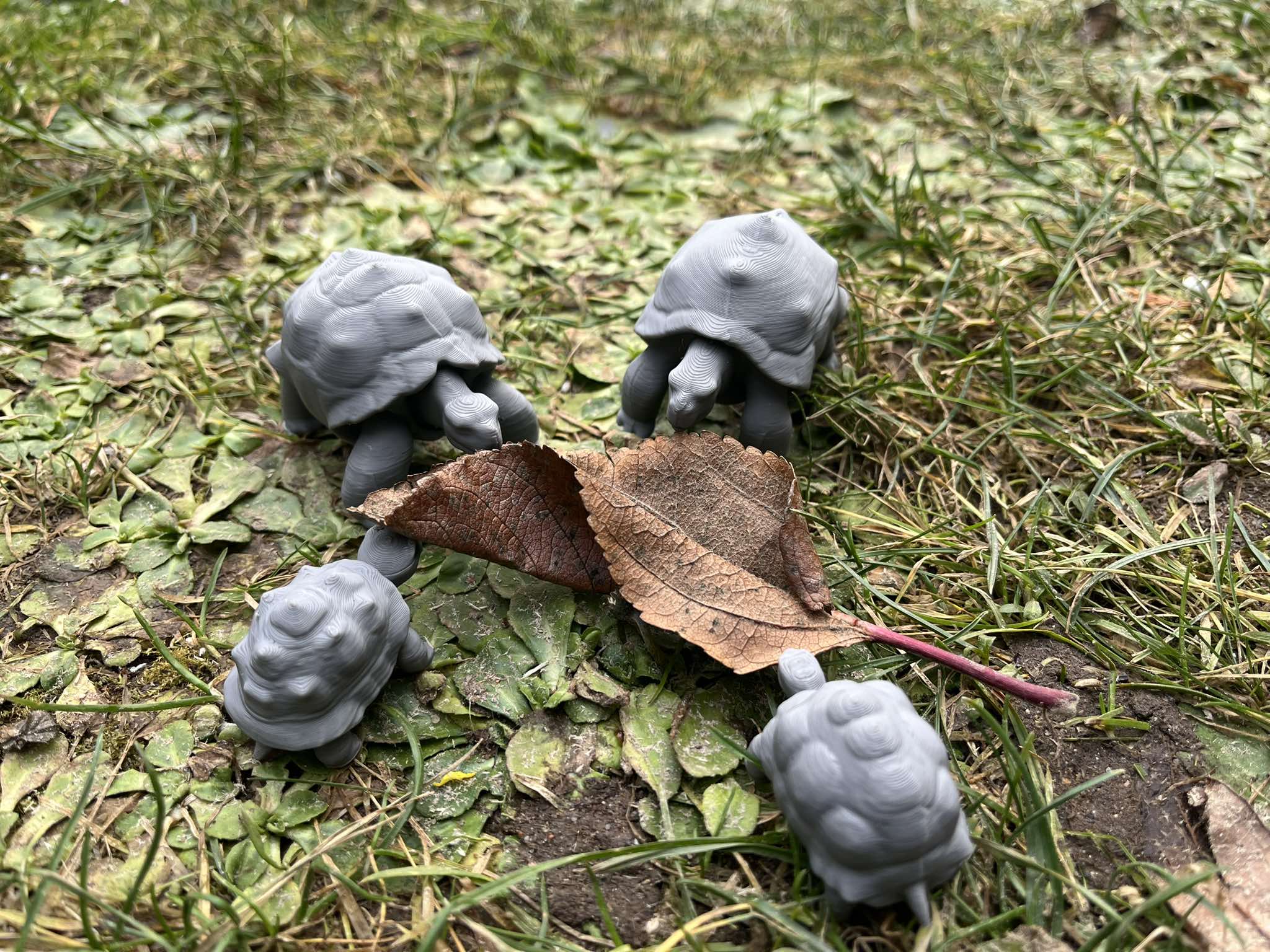 Land turtle, želva