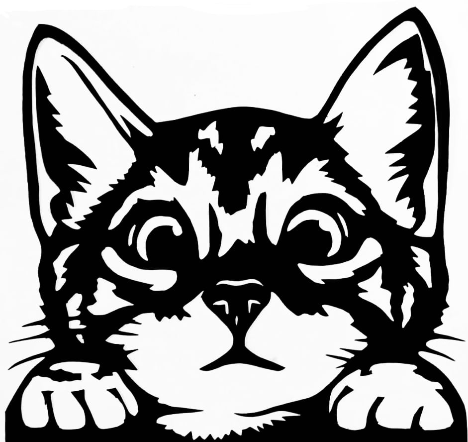 2D cat