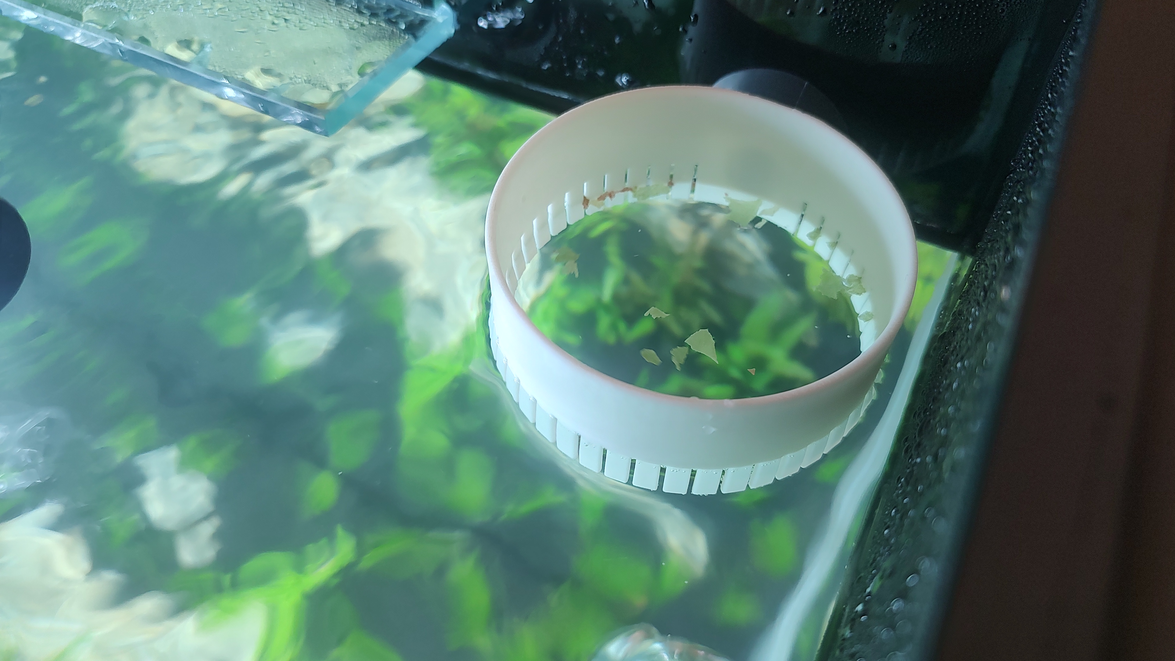 Aquarium feeding ring