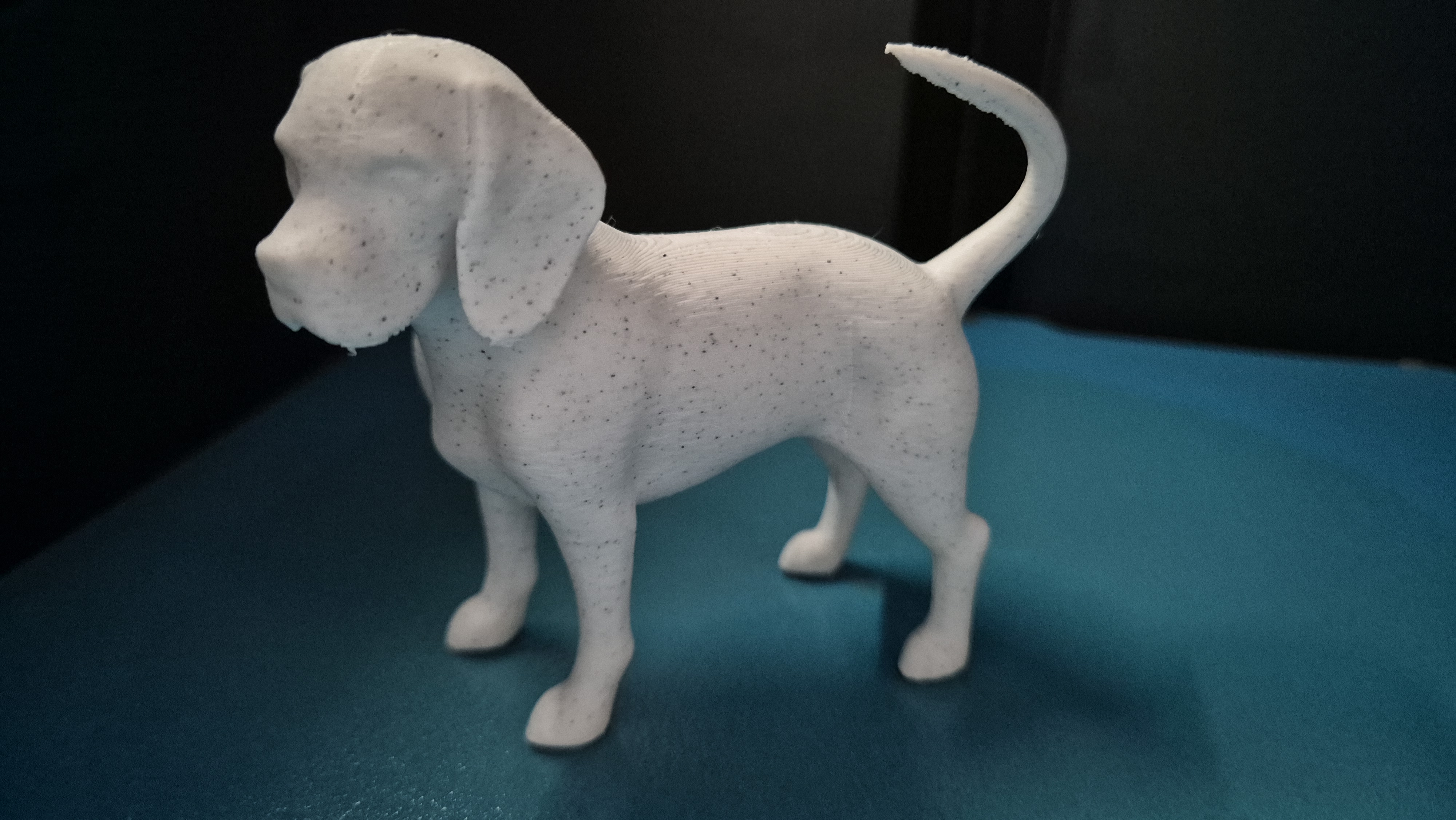 Beagle Dog Model