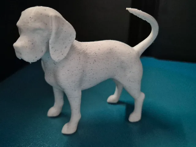 Beagle Dog Model