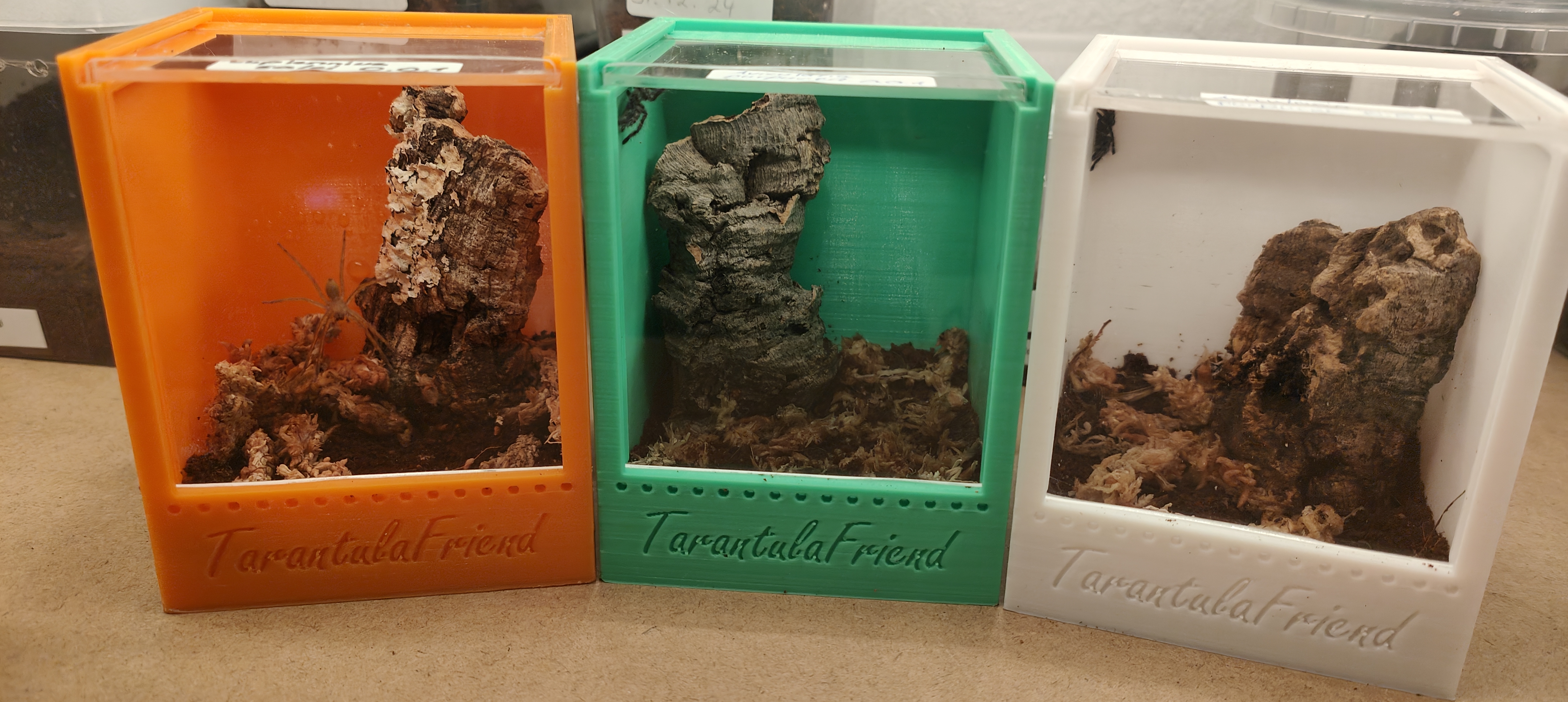 Small Spider Terrarium