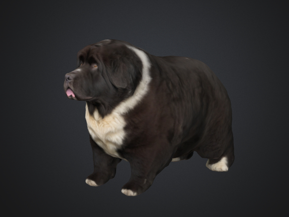 Newfoundland dog