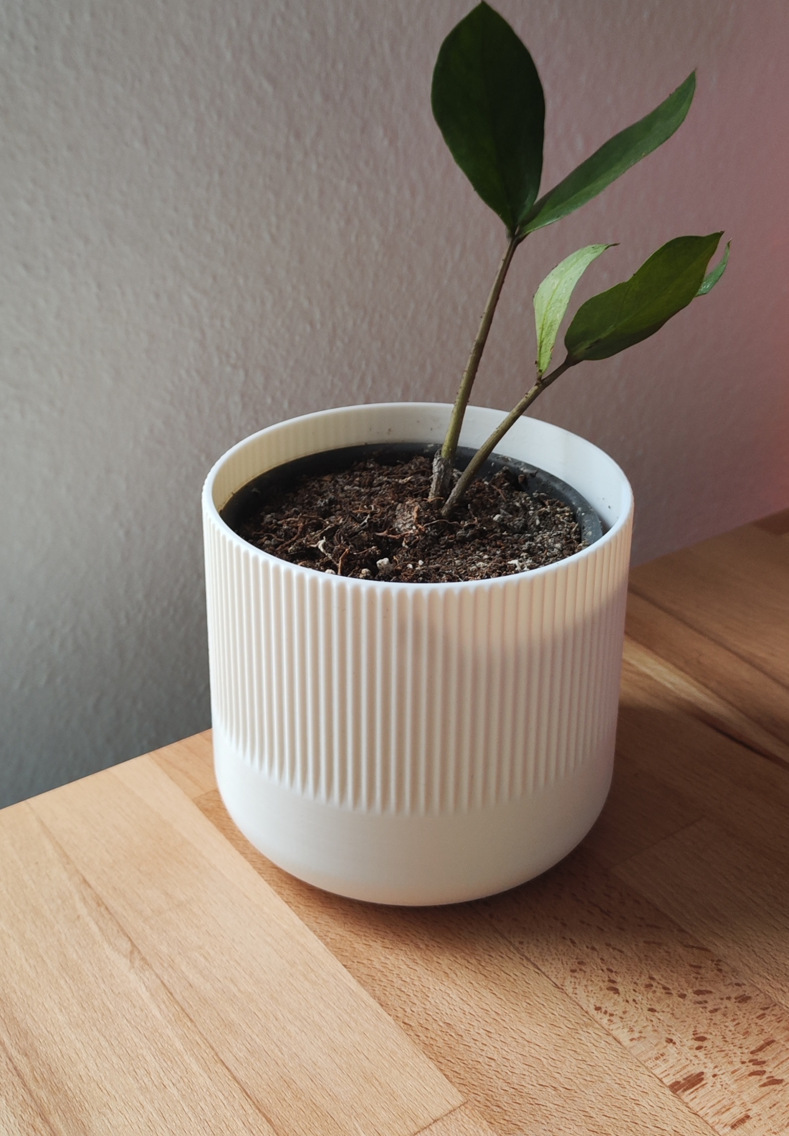 plant pot