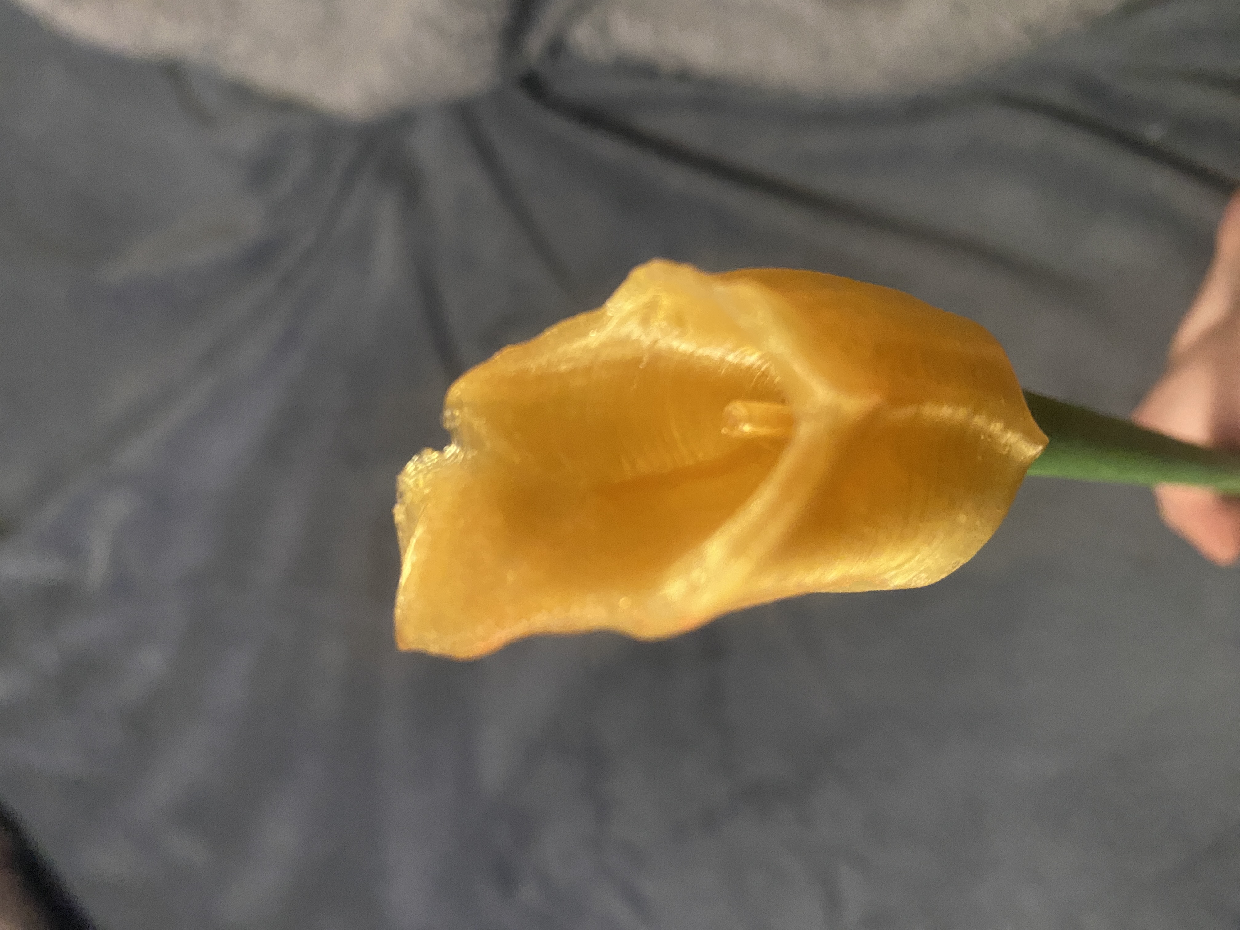 Calla lily