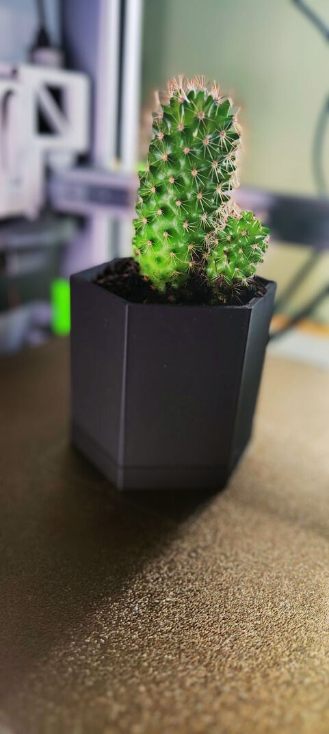 Cactus pot — miniatura 2
