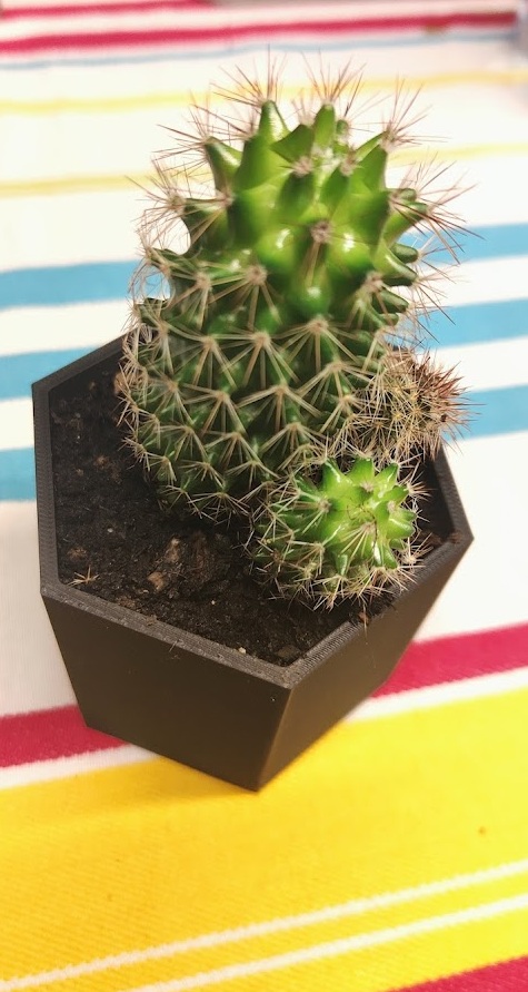 Cactus pot — miniatura 3