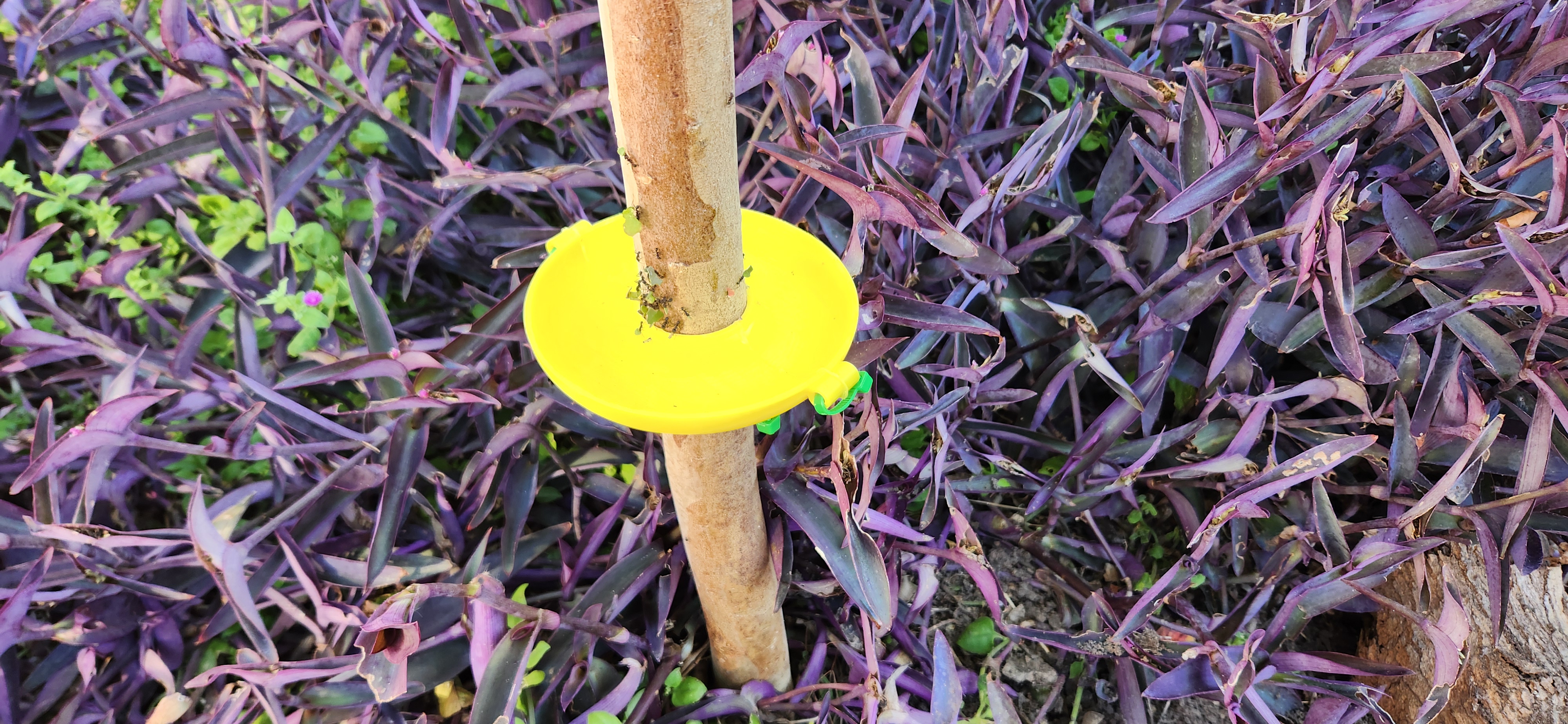 Miniatura 5 do modelo 3D Tree bug guard - trap