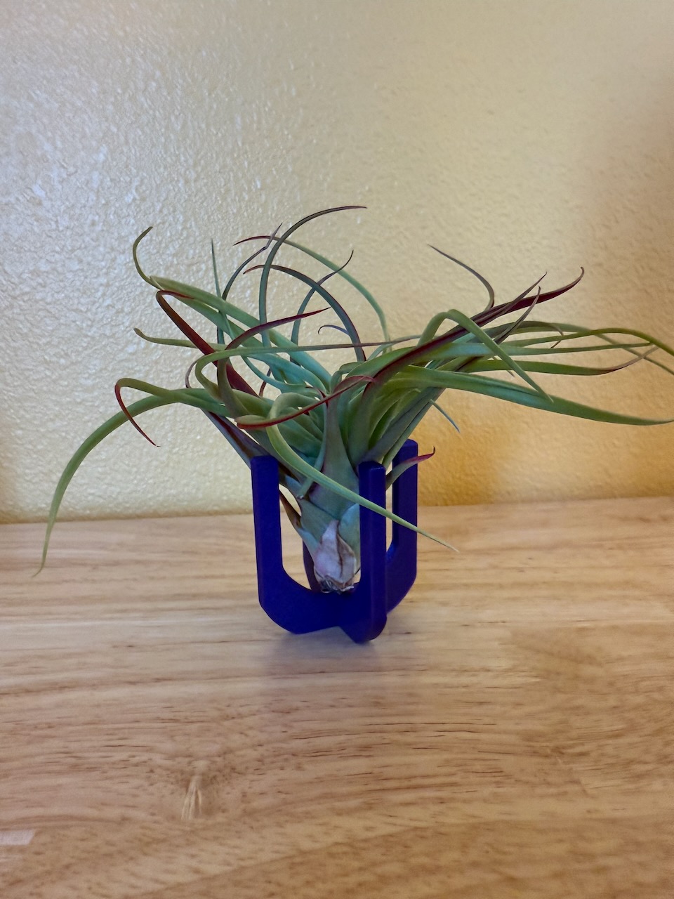 Air Plant Holder - Parametric