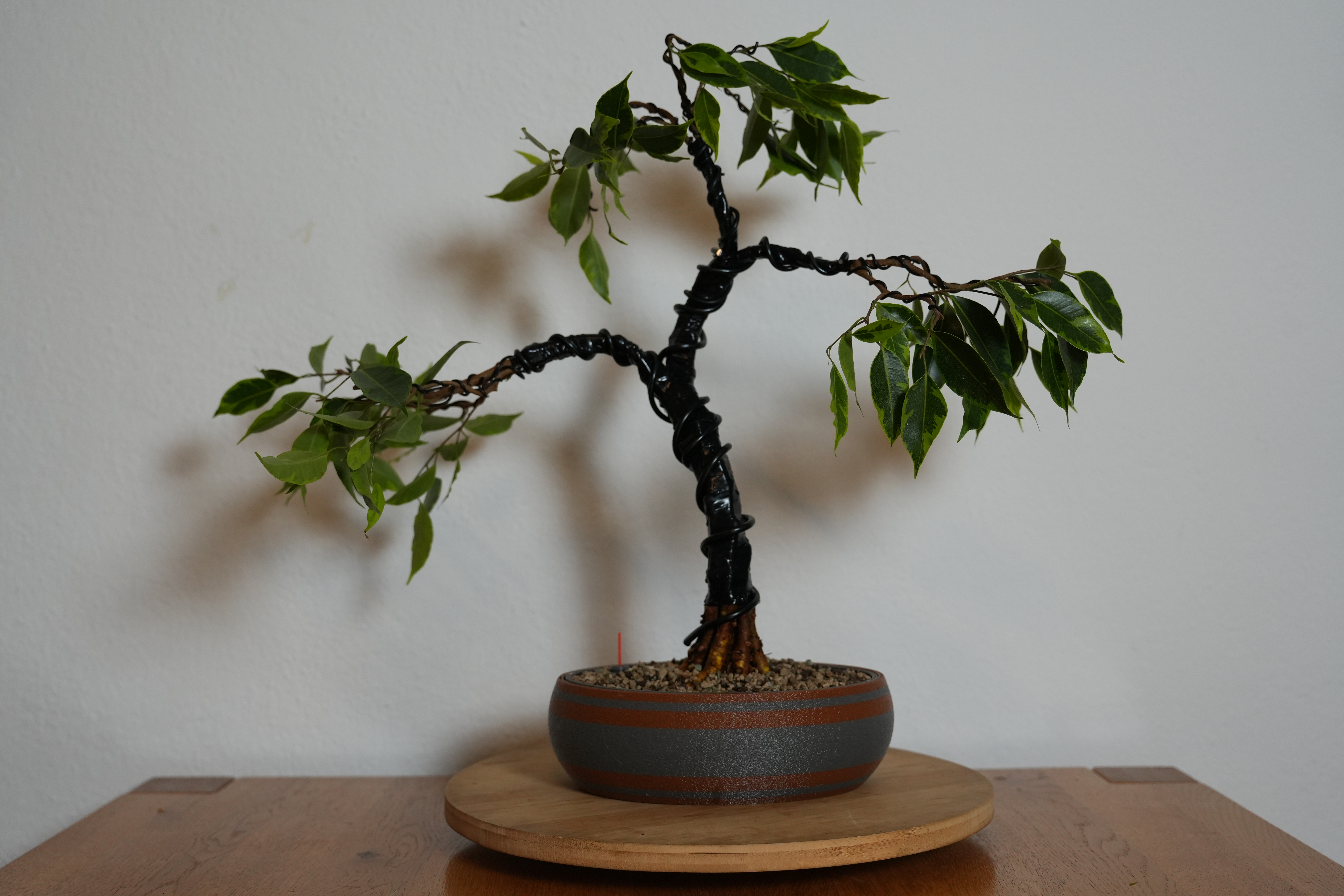 Bonsai Pot - oval - Self Watering