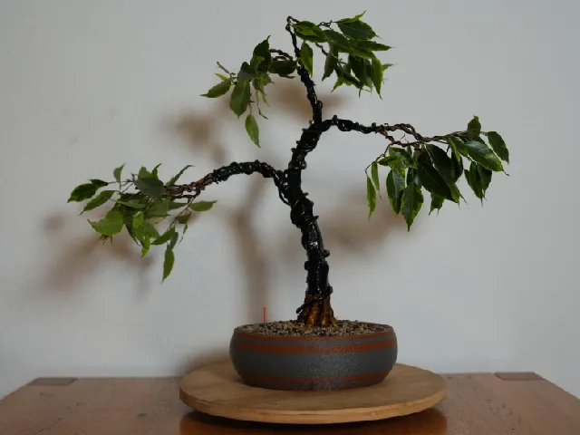Bonsai Pot - oval - Self Watering