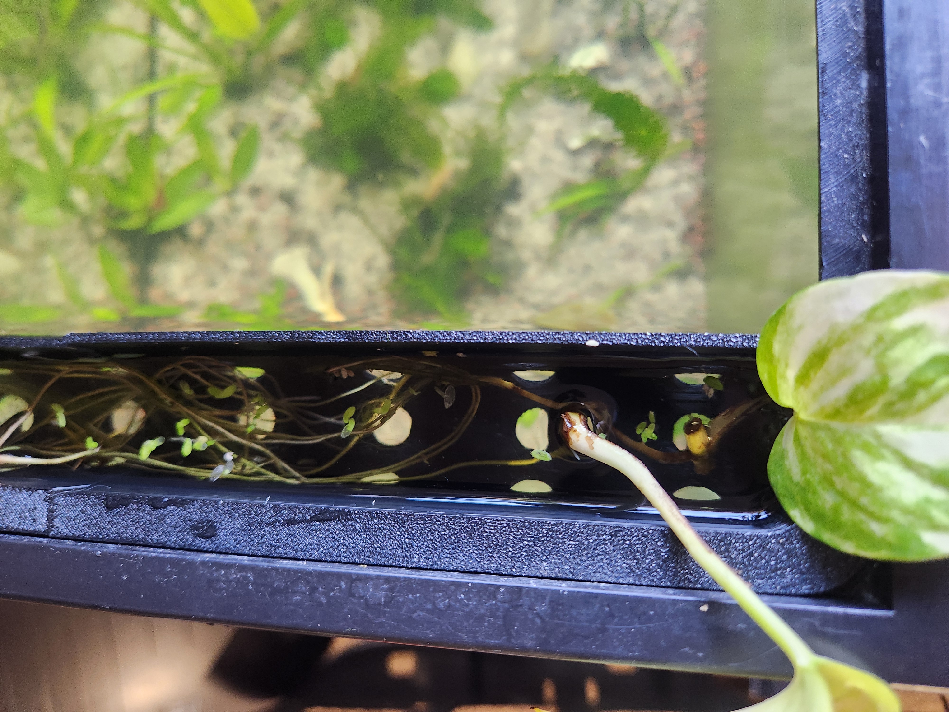 Aquaponic Tray 11.5x1.5