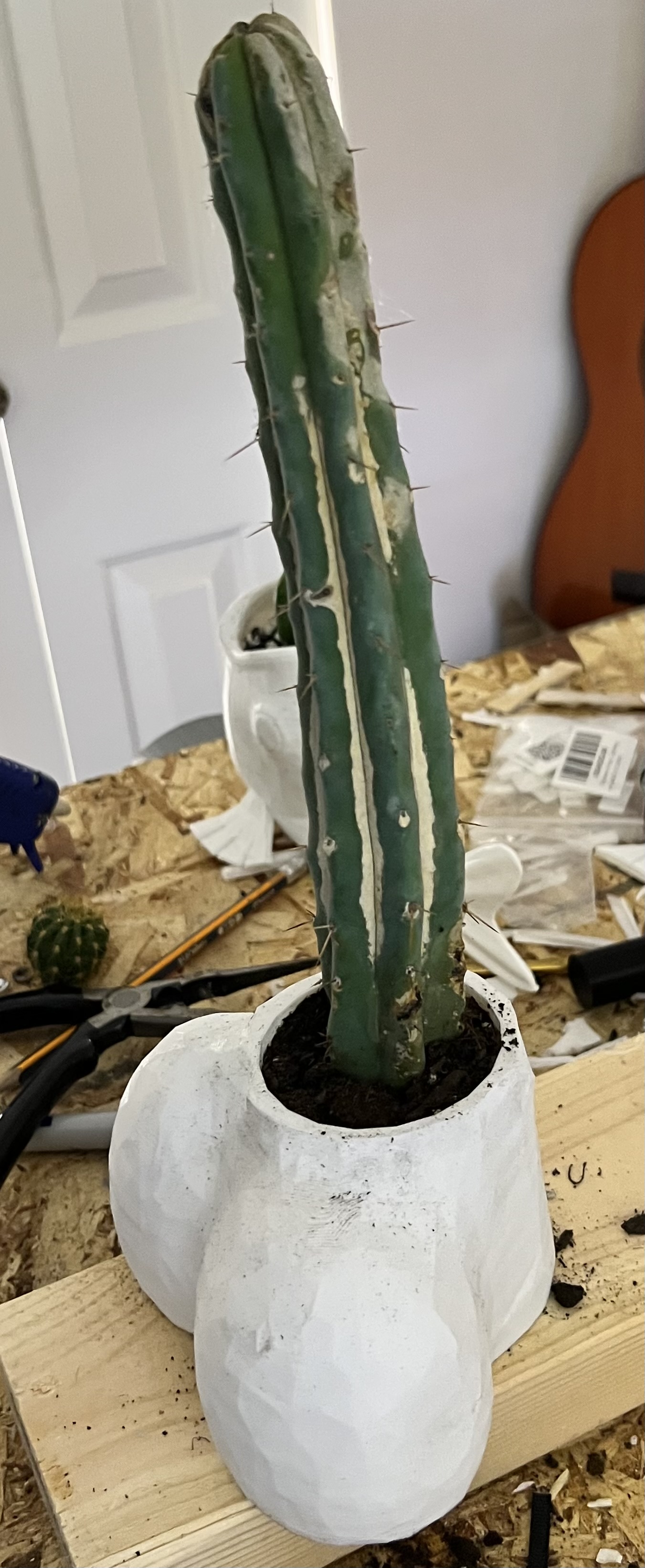 phallic cactus pot / planter — miniatura 2