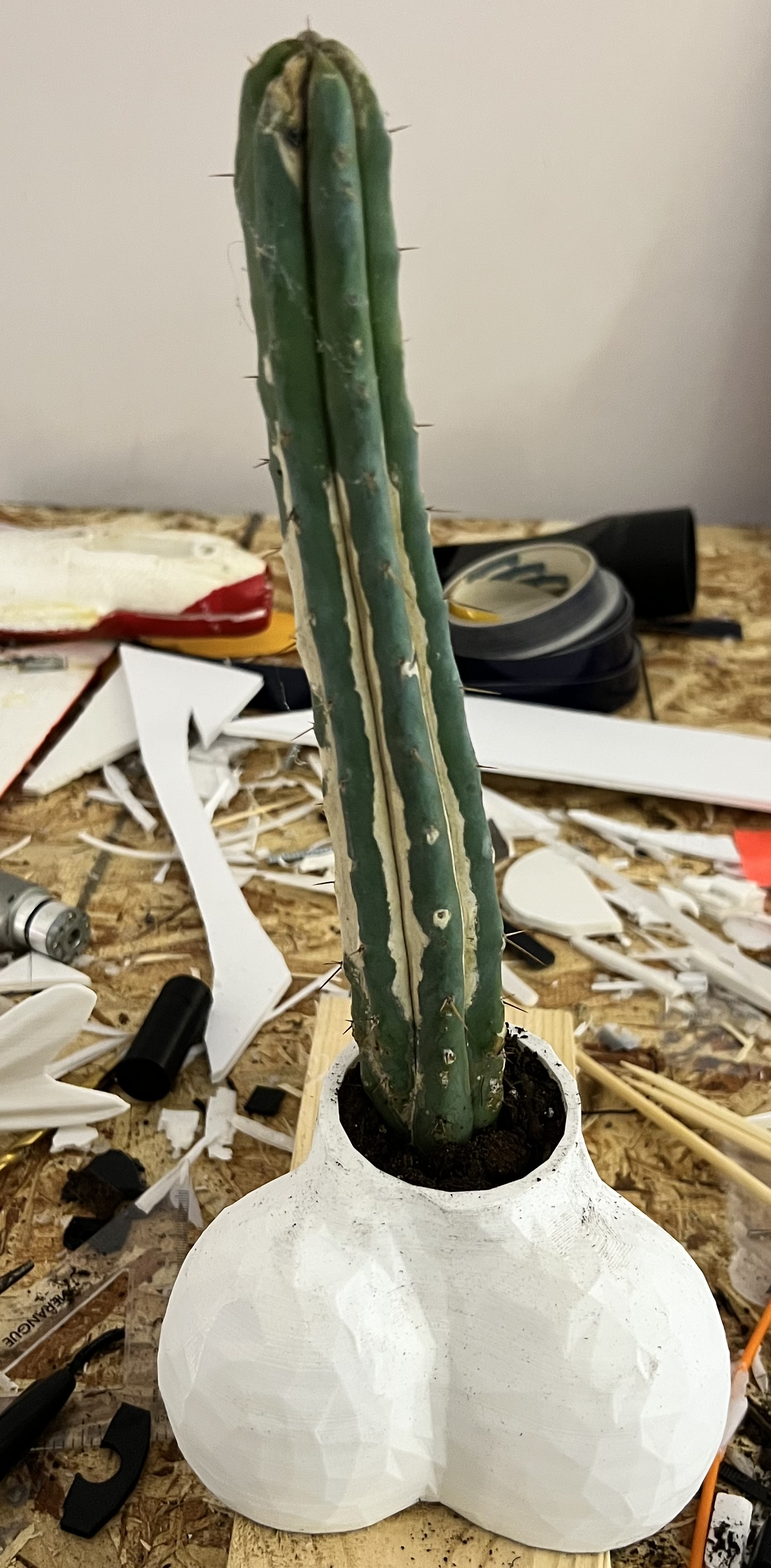 phallic cactus pot / planter — miniatura 3