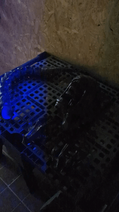 Ceiling Xenomorph REMIXED — miniatura 7