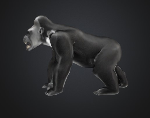 Roaring Gorilla. — thumbnail 5