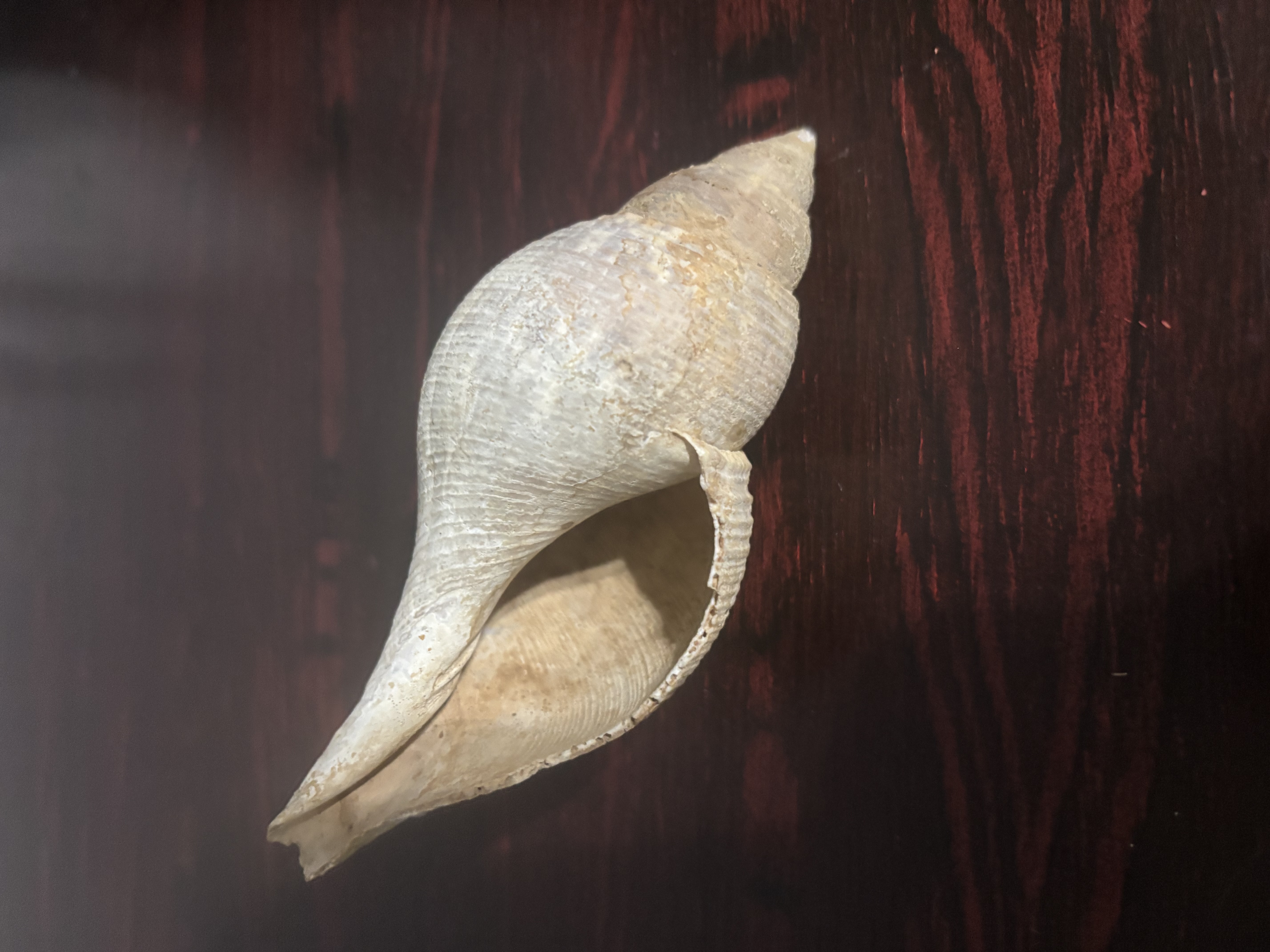 conch shell 3d scan