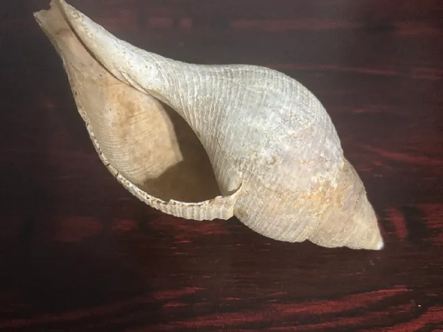 conch shell 3d scan