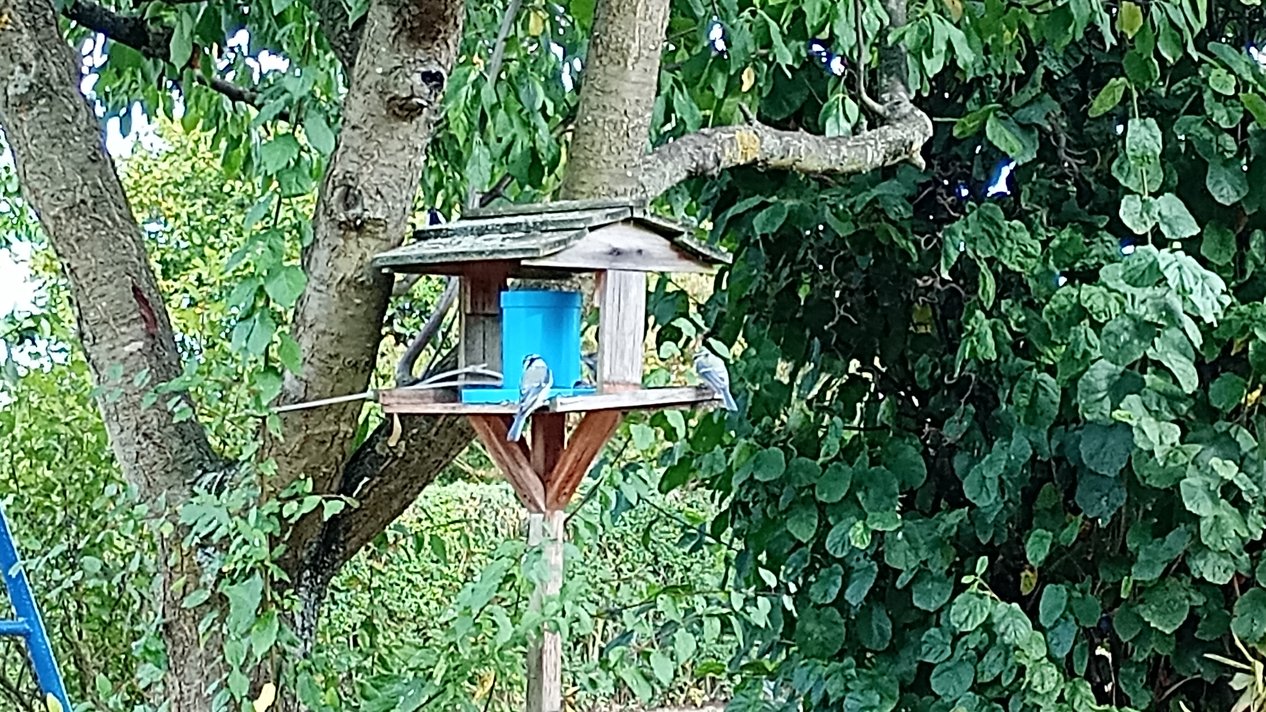 Wildvogel Futterspender / Bird feeder for wild birds