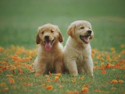 puppy litho