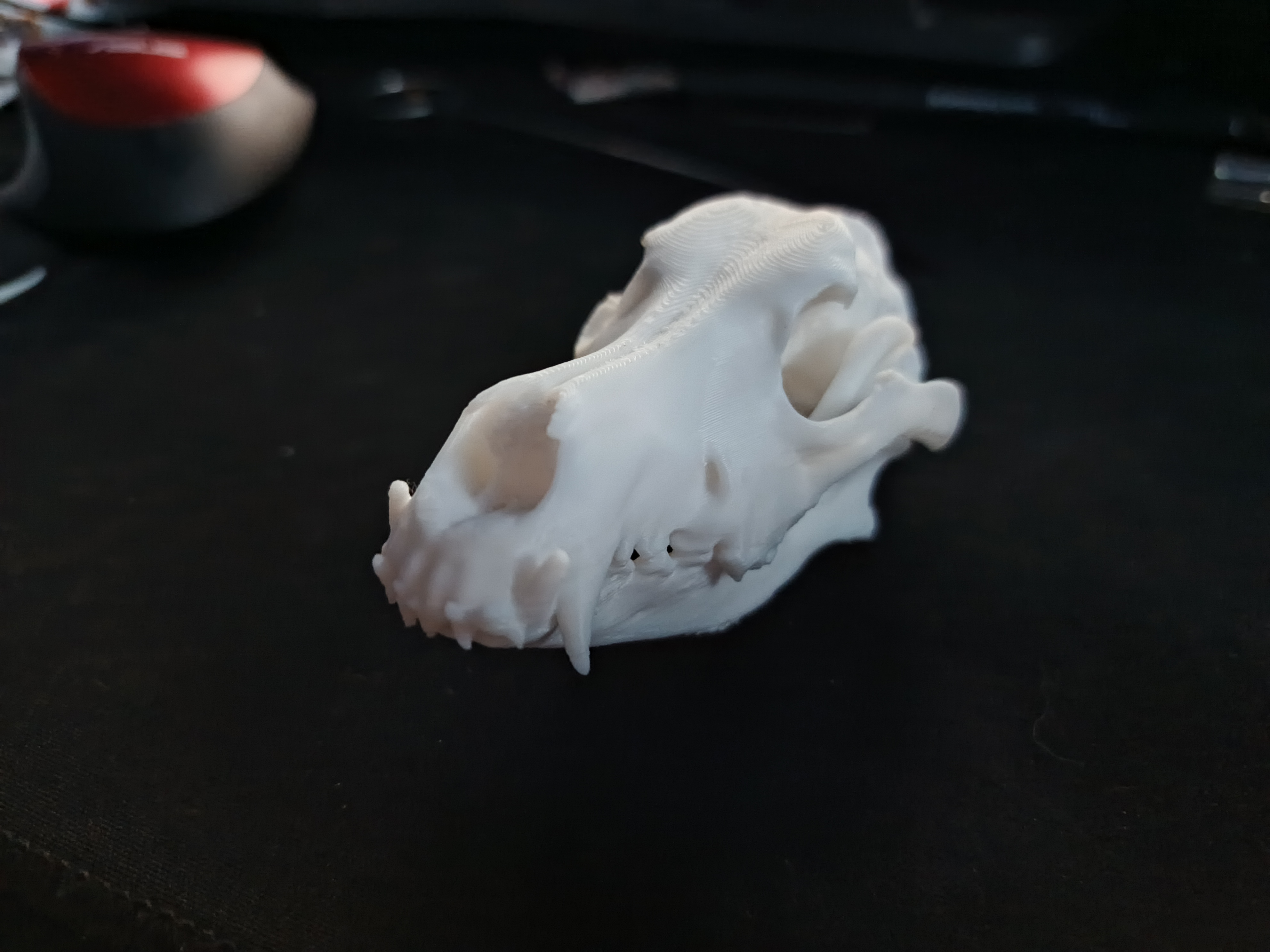 skull german shepard