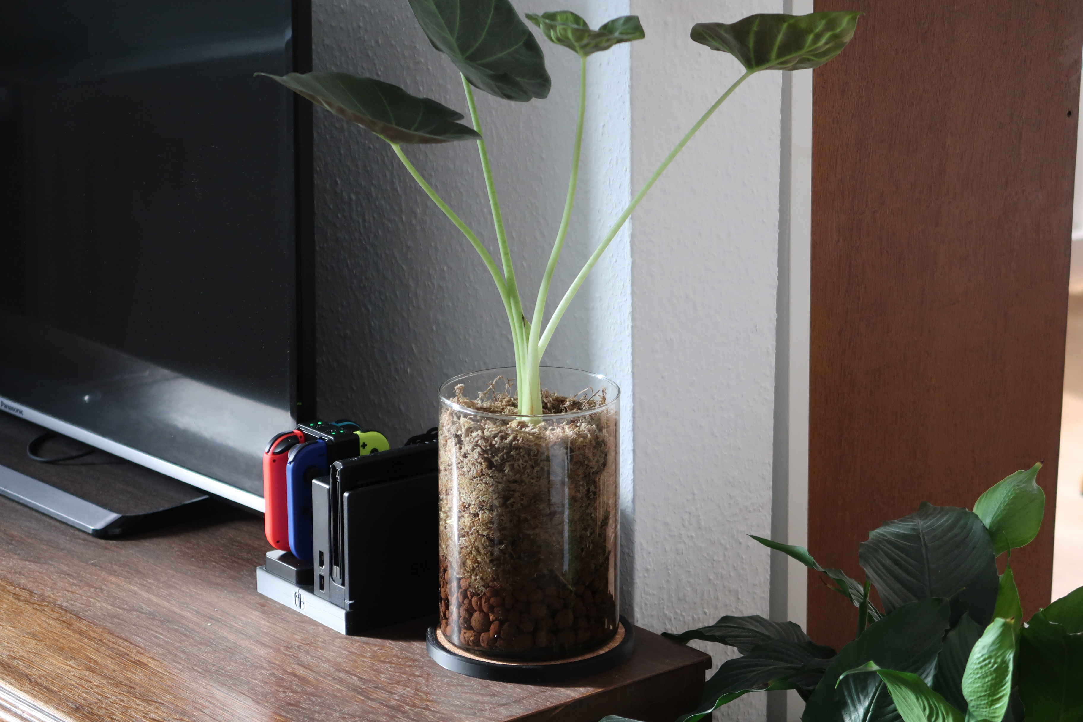 Cork Plant Coaster
