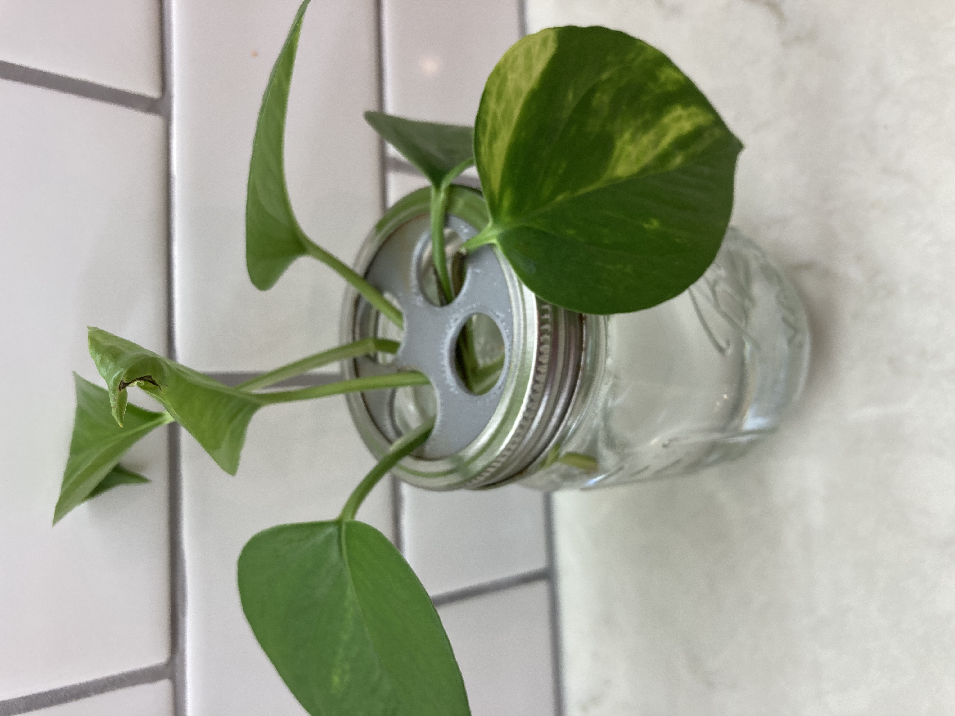 Mason jar plant propagator