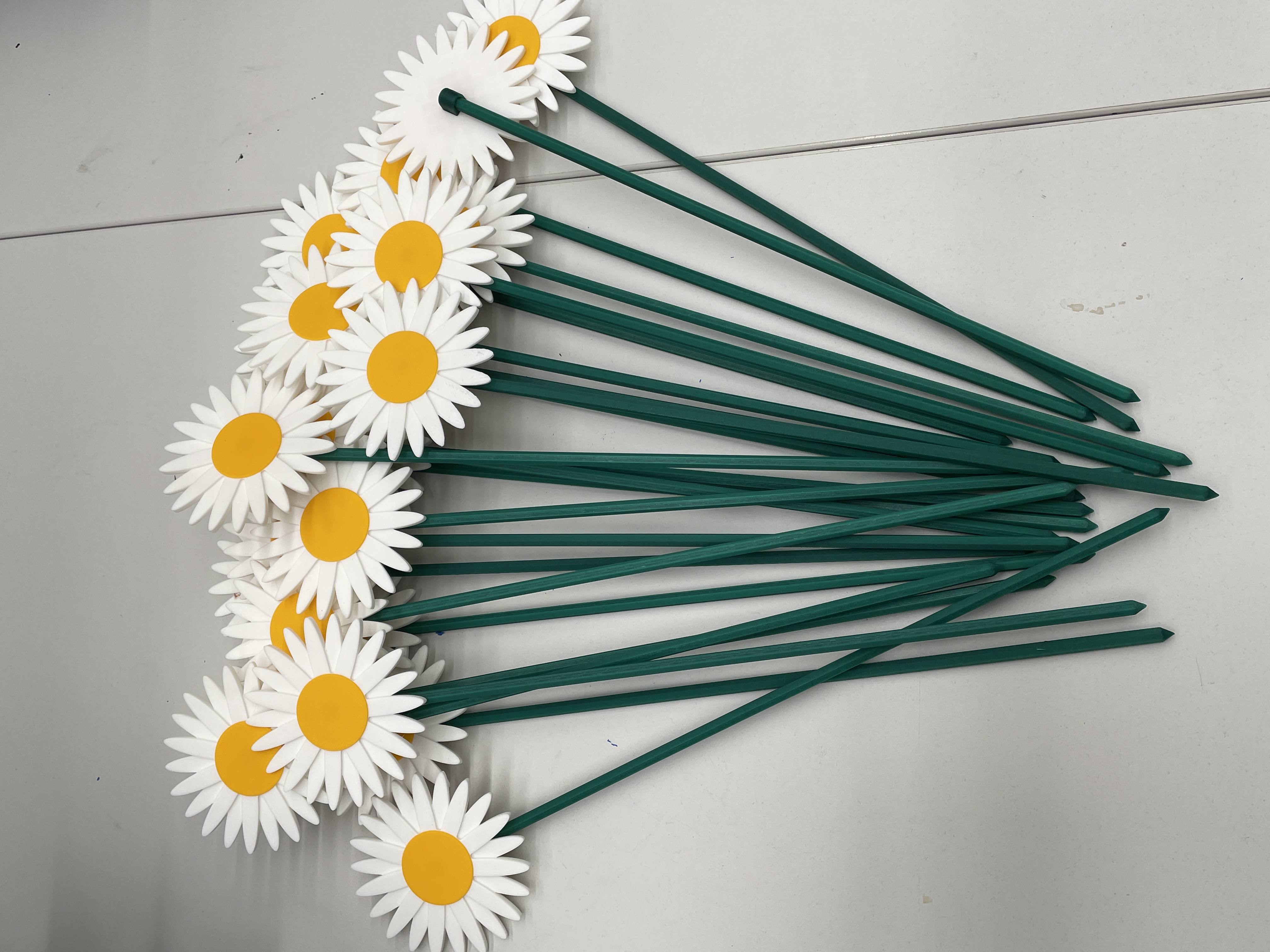 Daisy