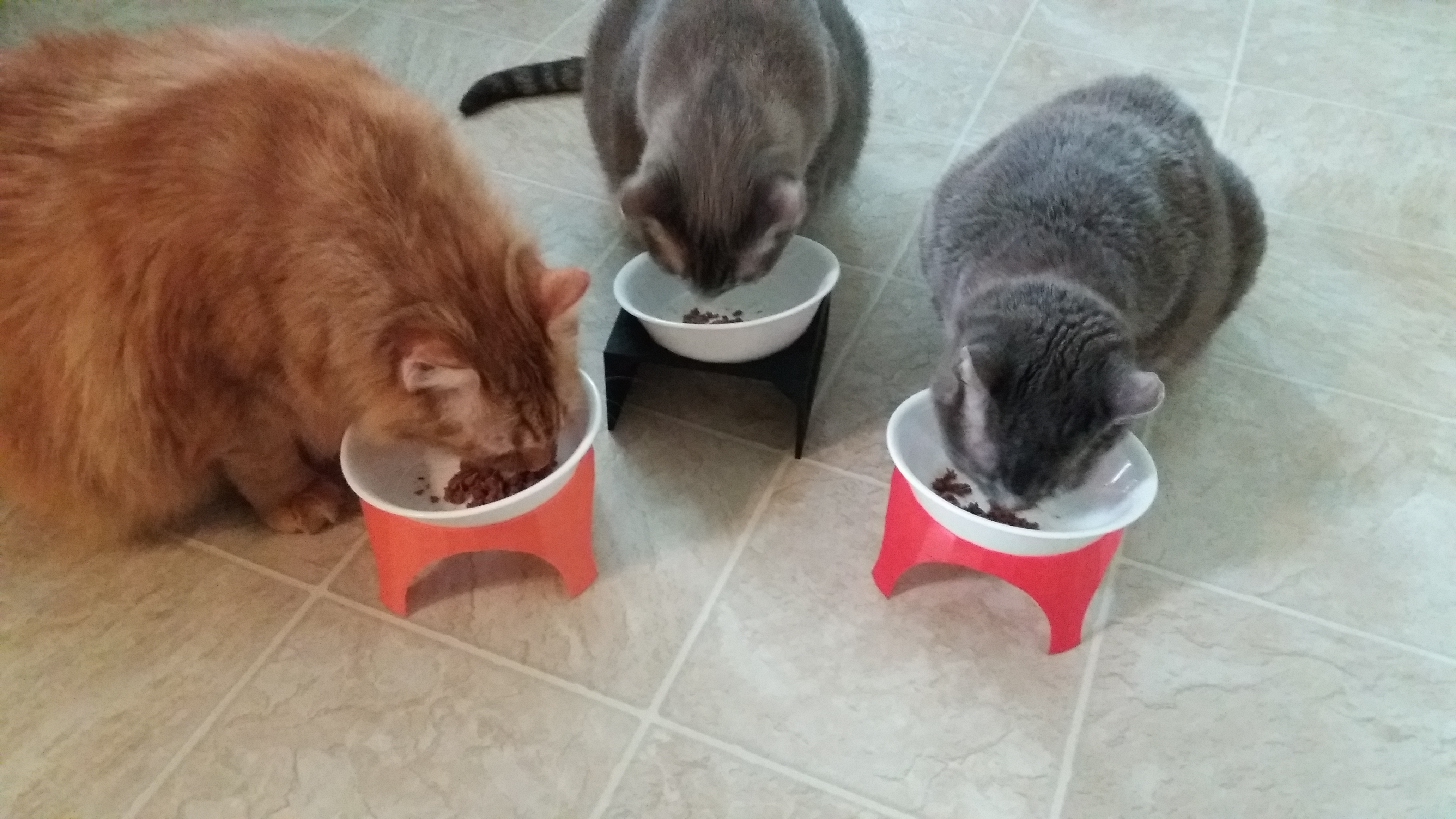 Miniatura 2 do modelo 3D Stackable Bowl Stand for Pets