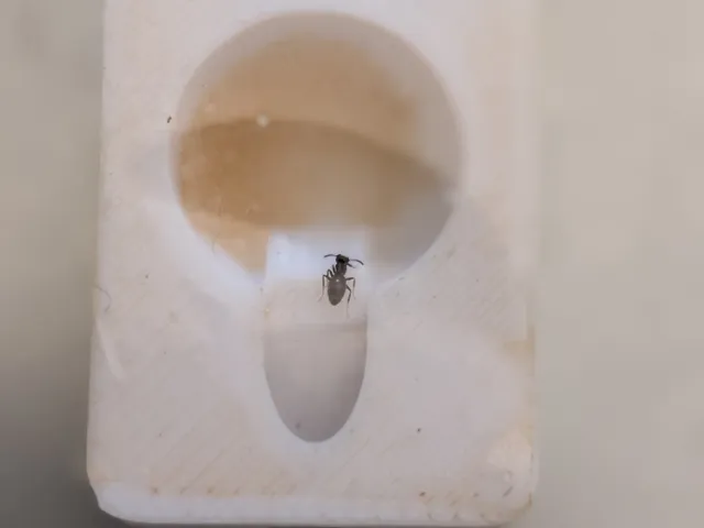 Sugar ant trap Borax feeder