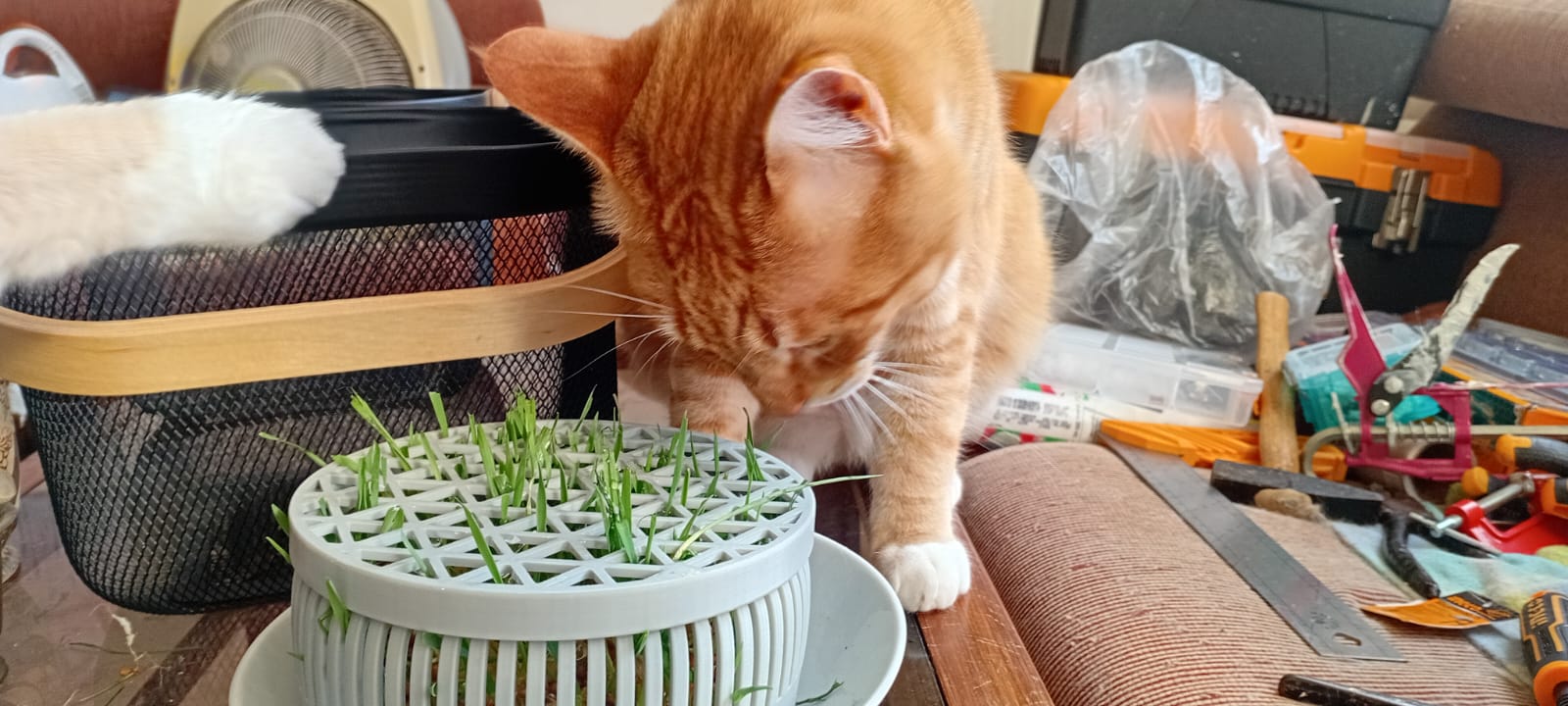 Wheat grass growing and serving pot