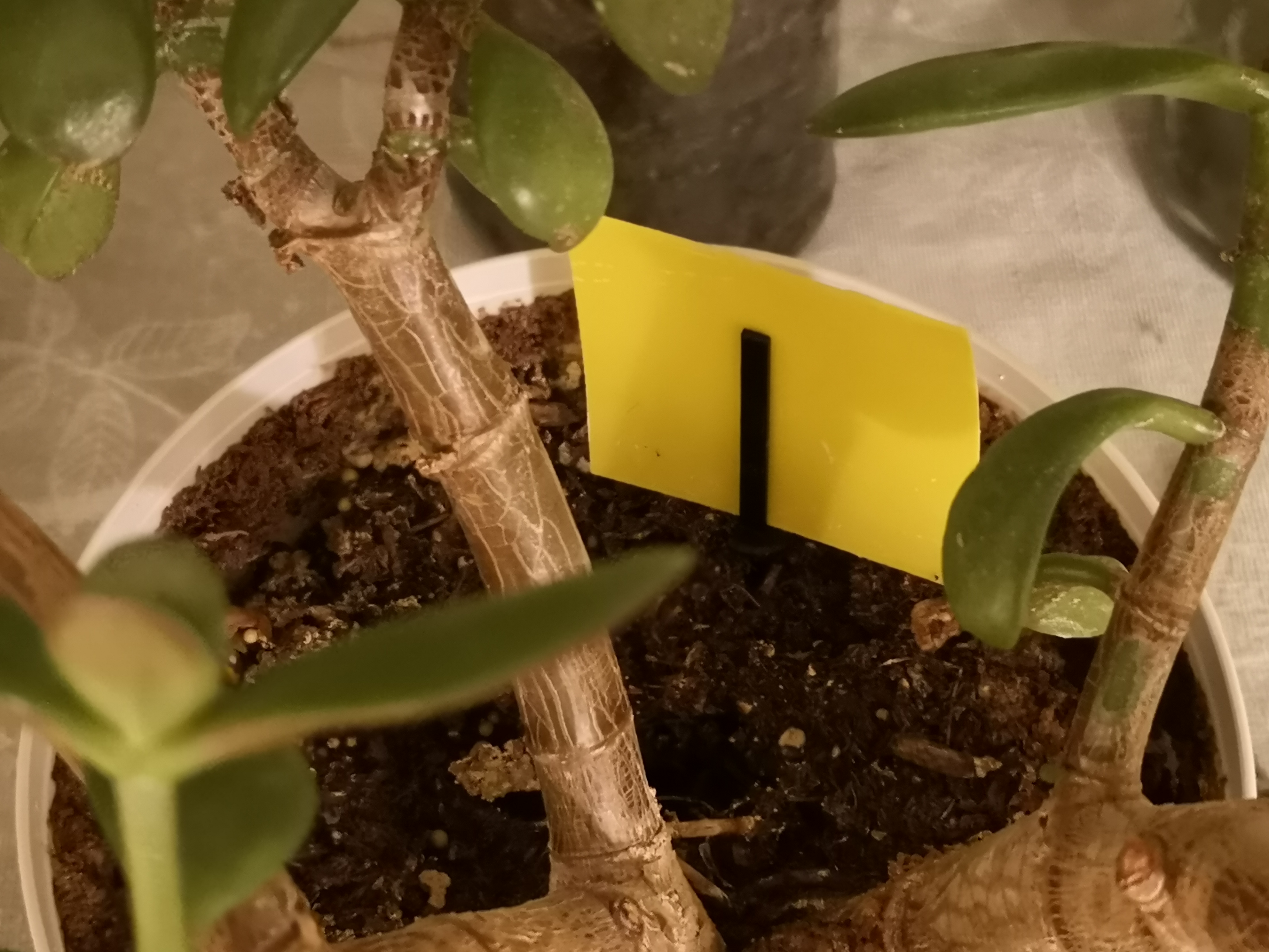 Sticky strips insect trap forked stake — miniatura 5