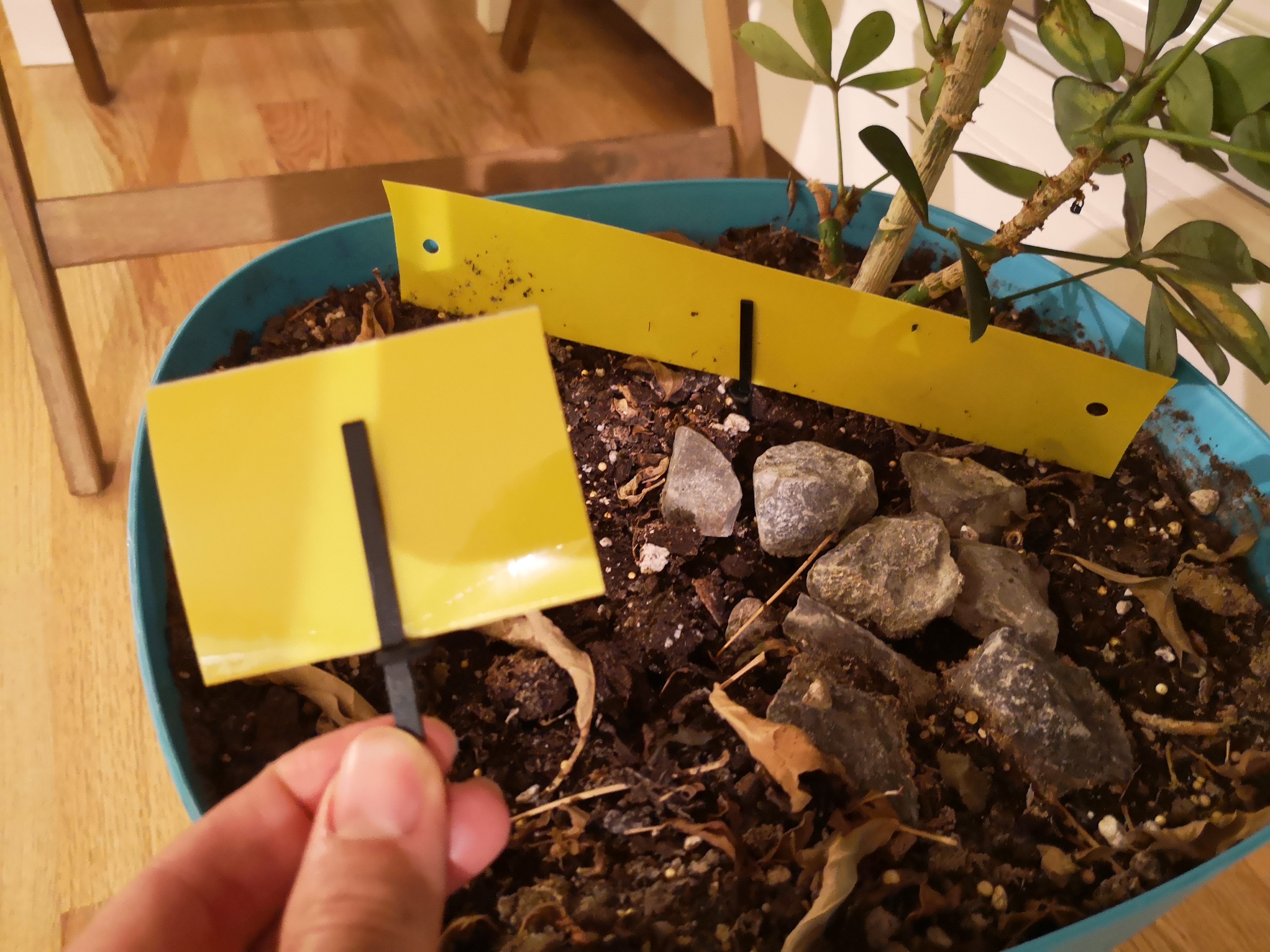 Sticky strips insect trap forked stake — miniatura 4