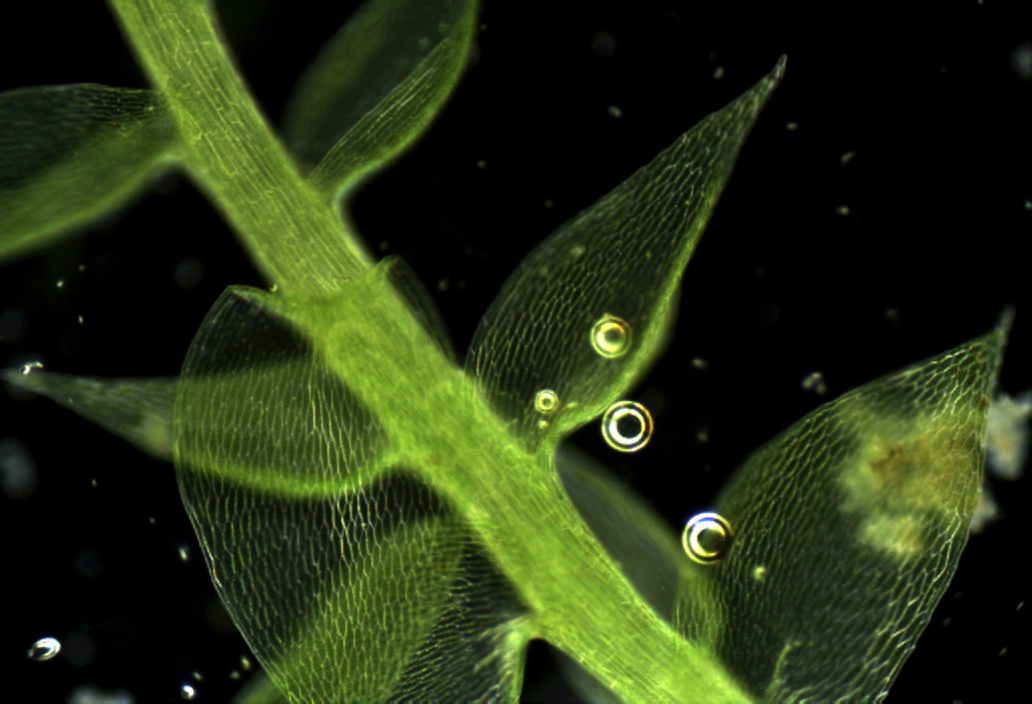 32mm Microscope Filter Special Effects — miniatura 5