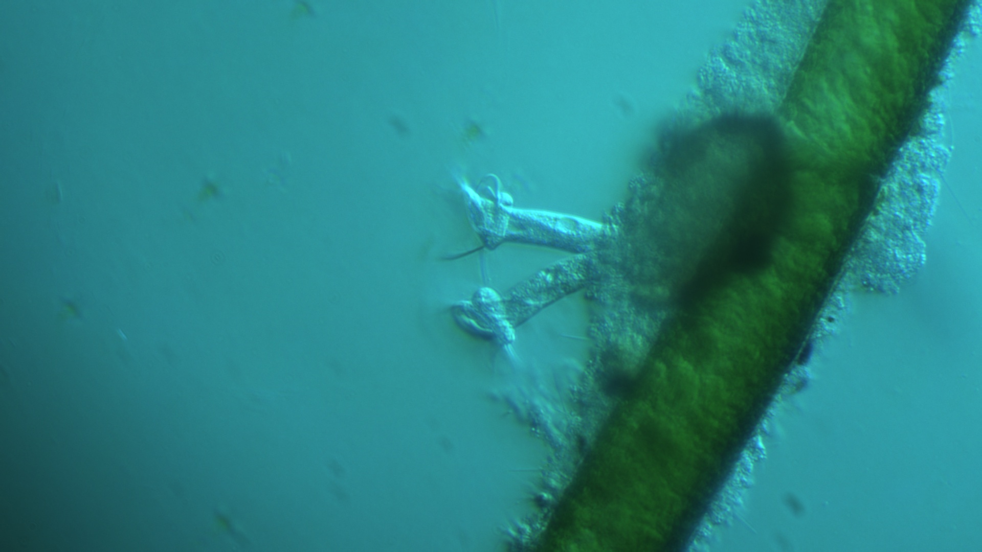 32mm Microscope Filter Special Effects — miniatura 3