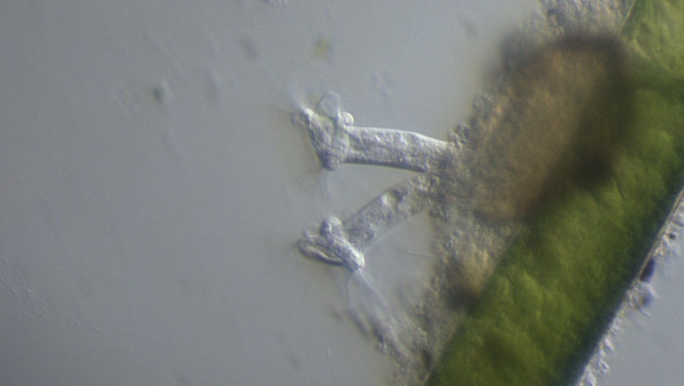 32mm Microscope Filter Special Effects — miniatura 4