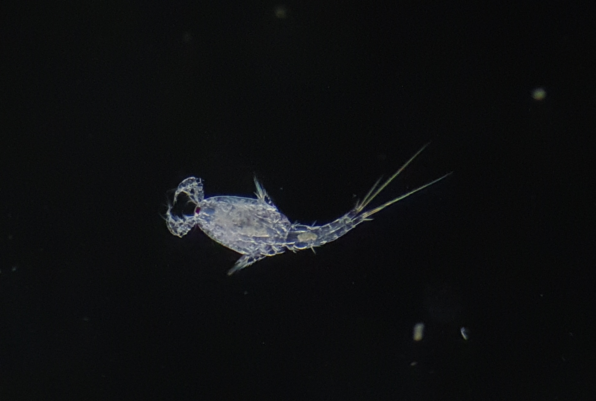 32mm Microscope Filter Special Effects — miniatura 6