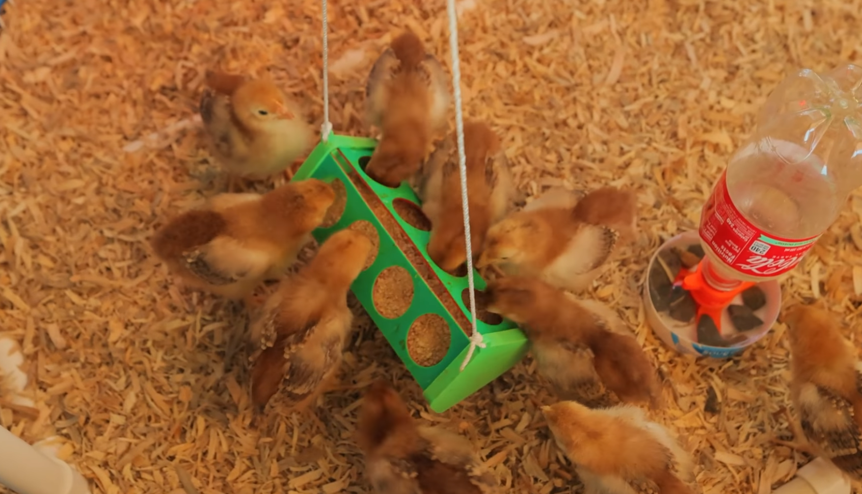 Chicken Feeder (Prints Flat)