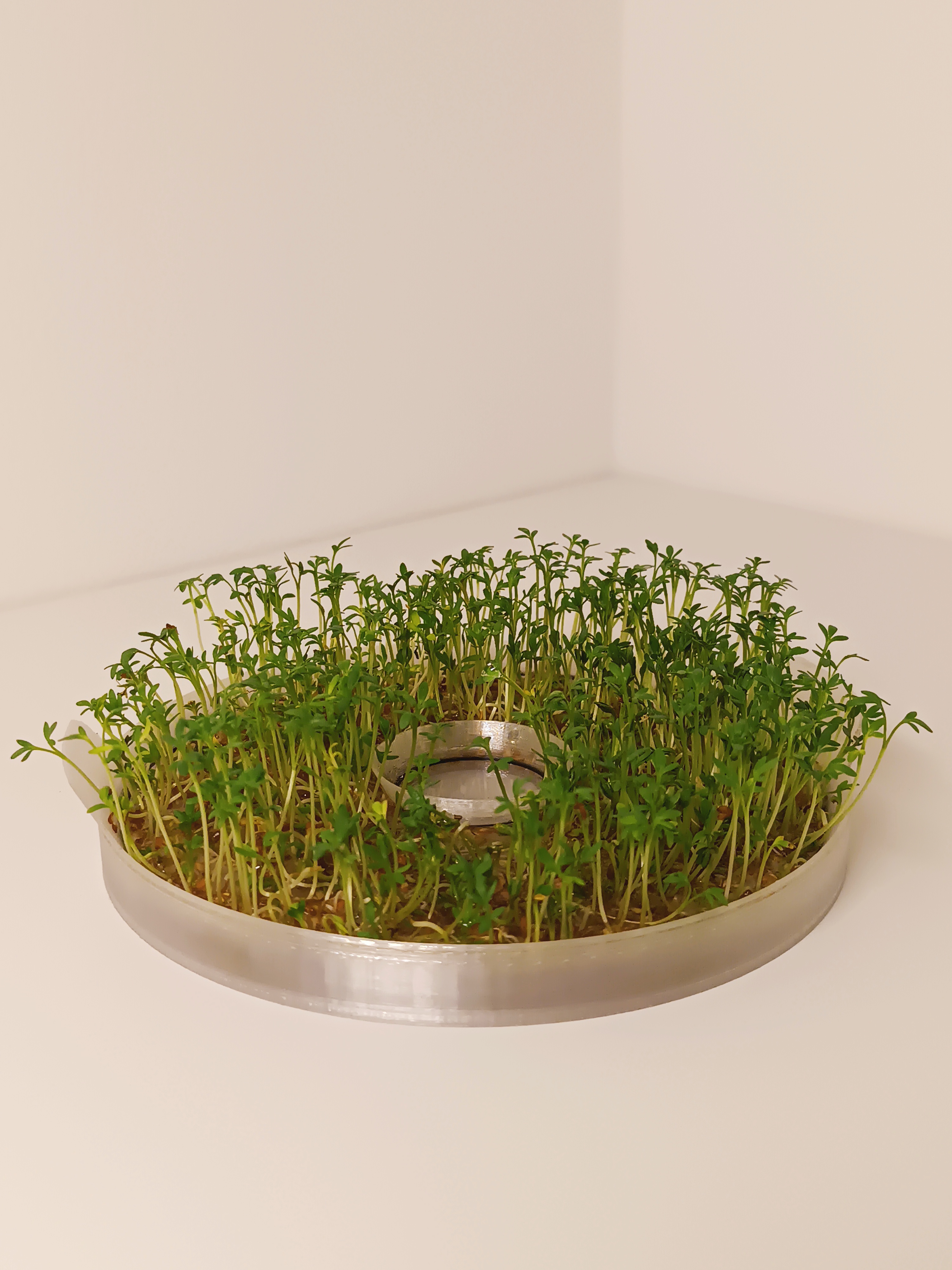 Sprouts grower — miniatura 2