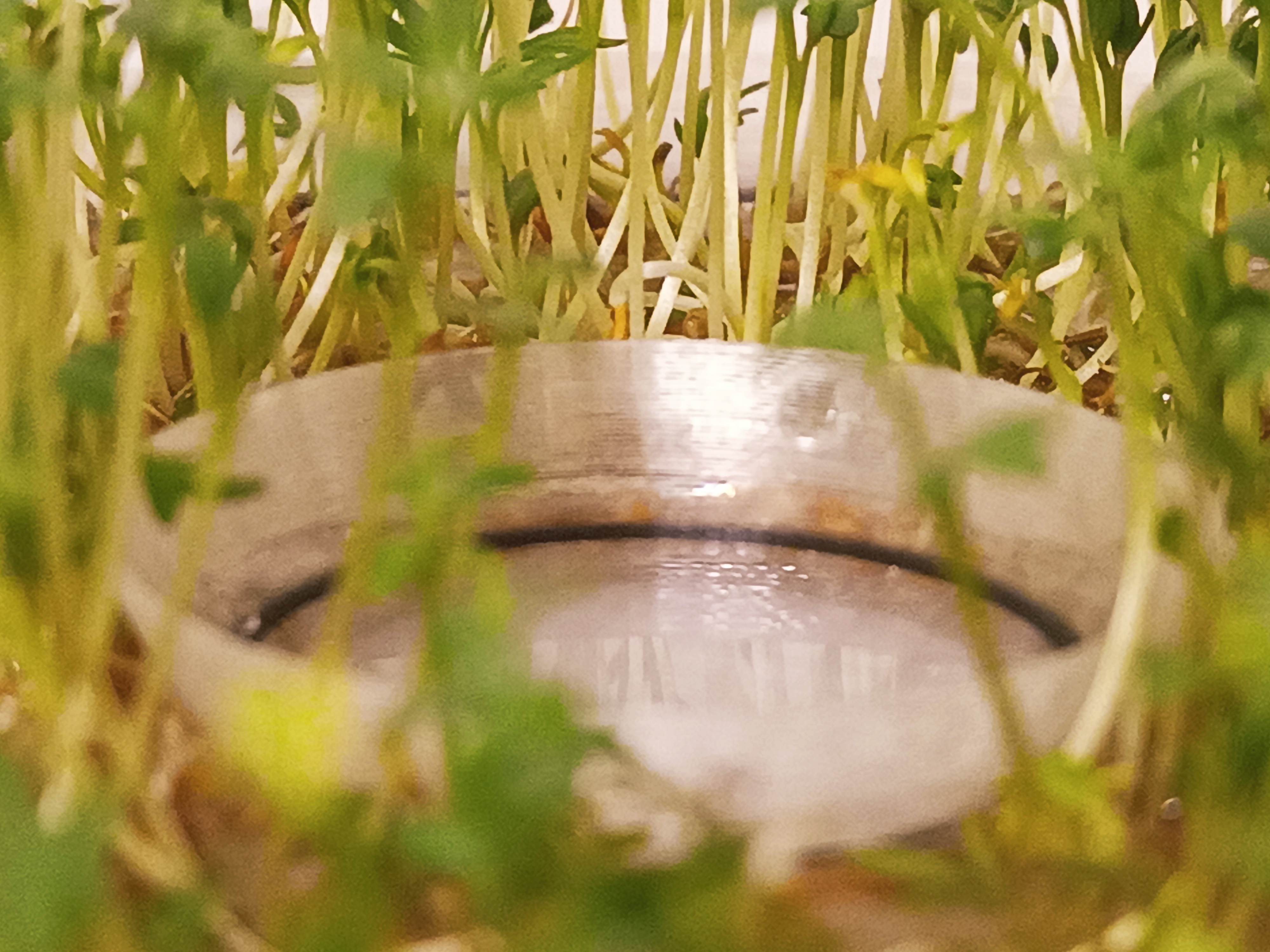 Sprouts grower — miniatura 3