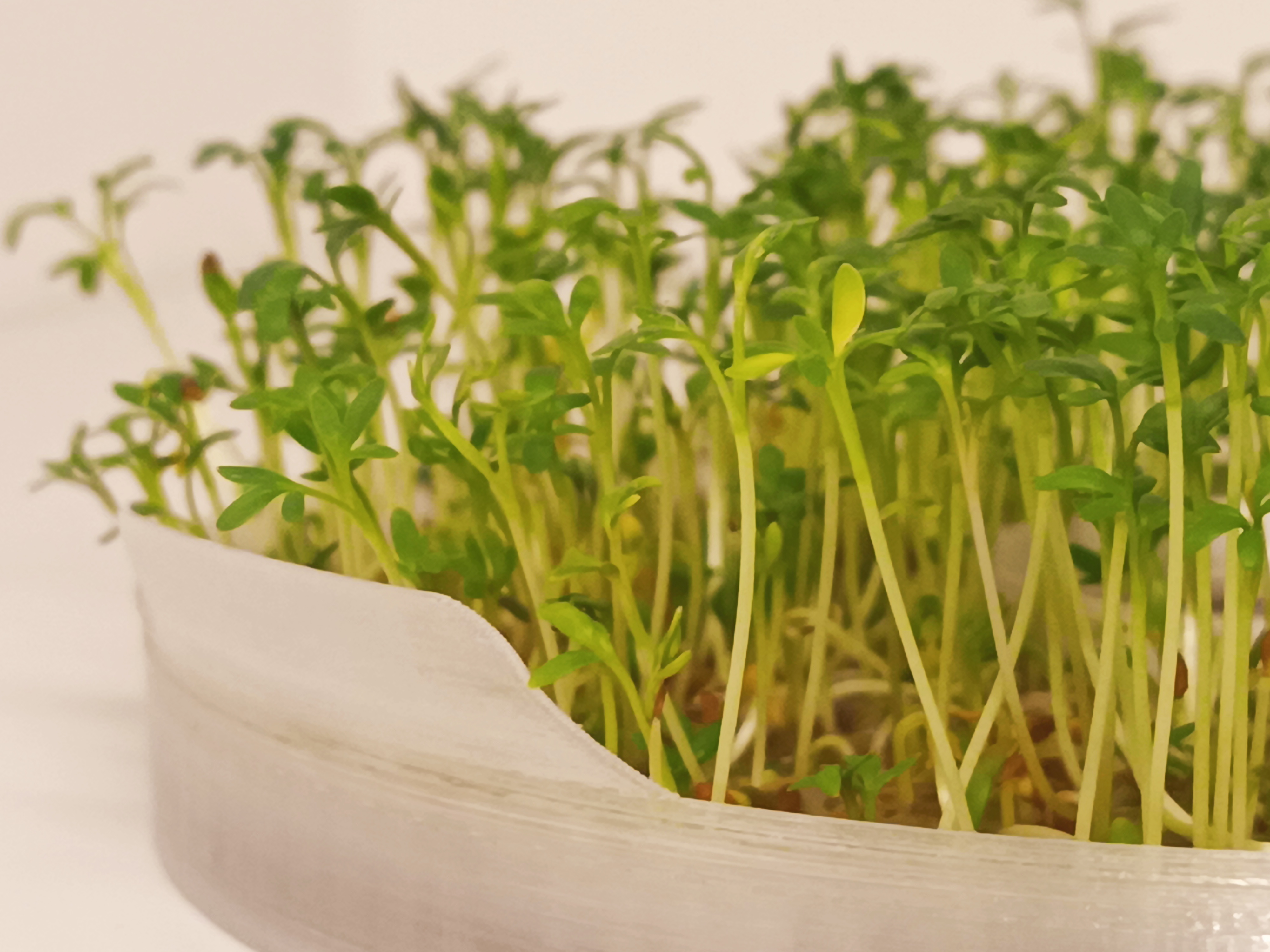 Sprouts grower