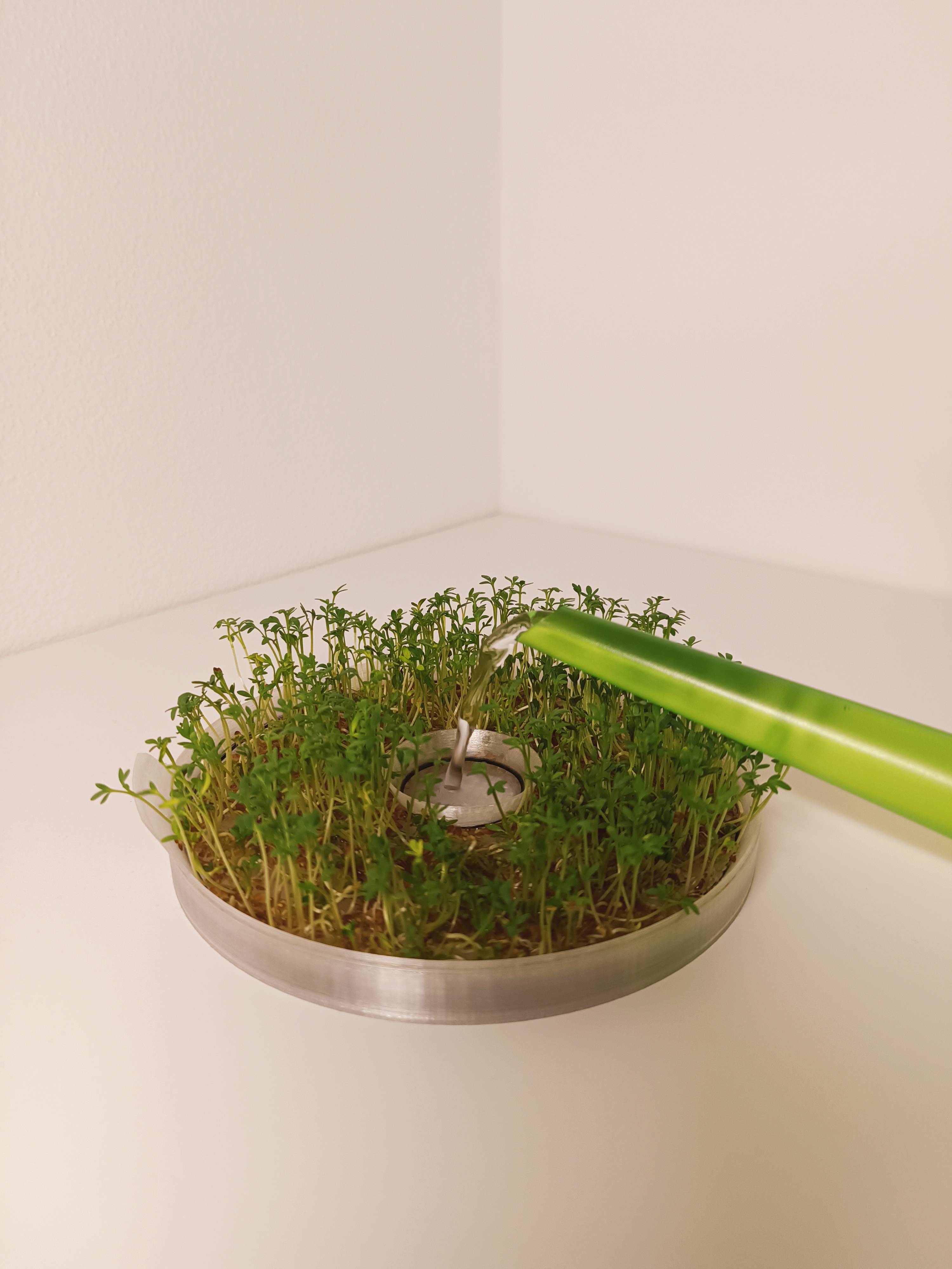 Sprouts grower — miniatura 4