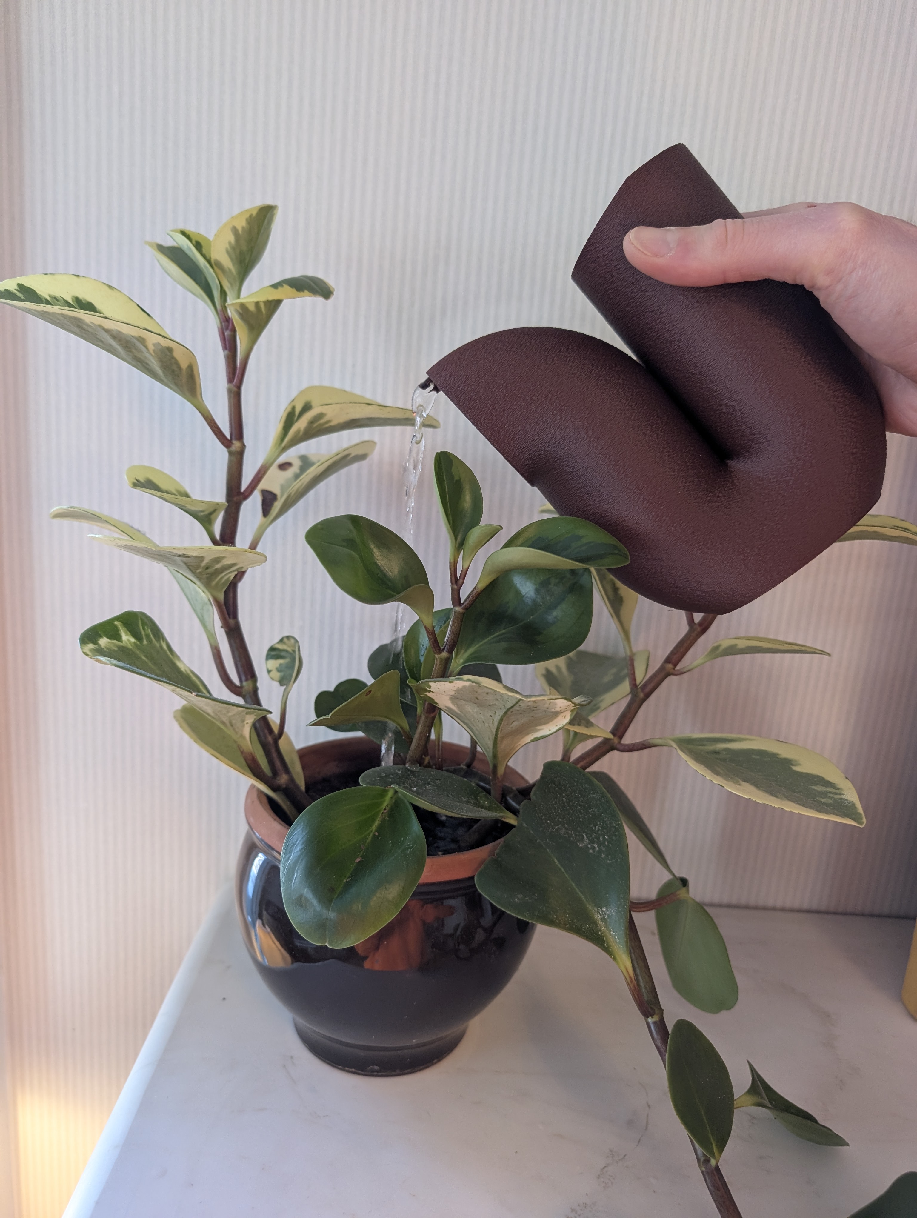 Elegant Indoor Watering Can