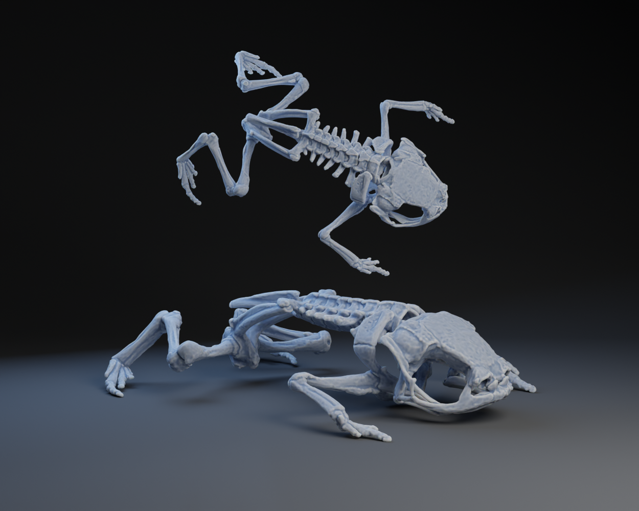 Frog Bones