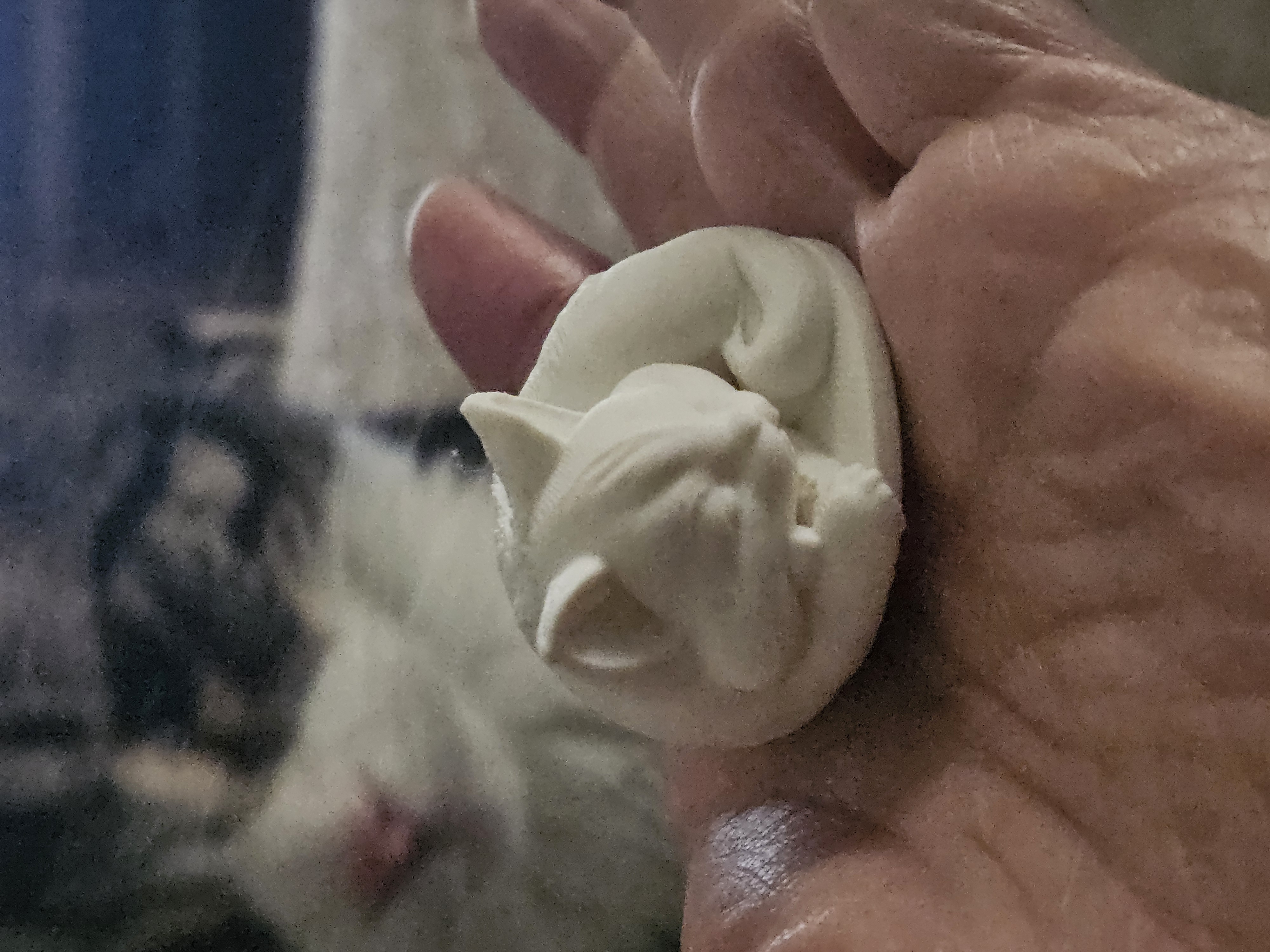Sleepy Cat