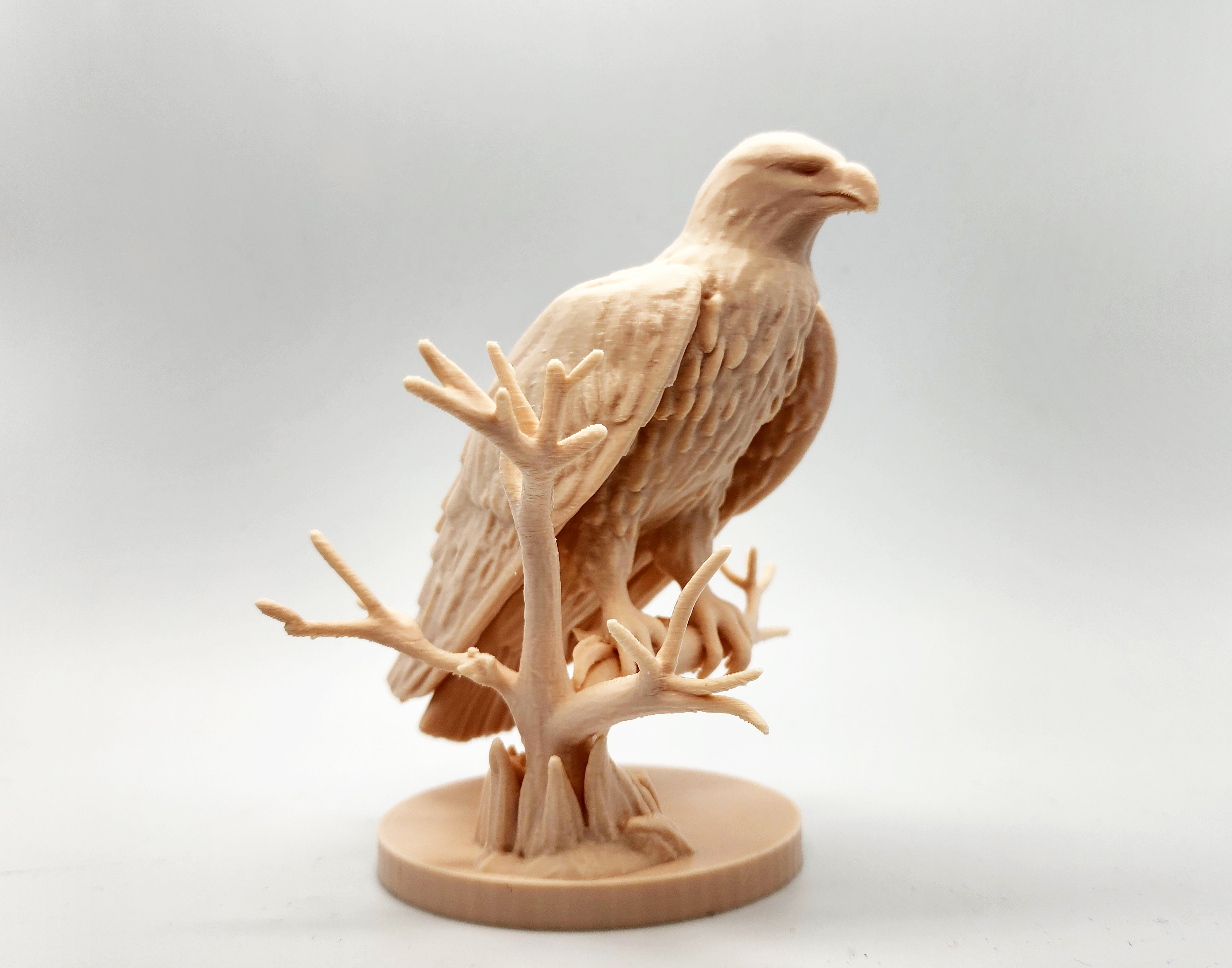Miniatura 2 do modelo 3D Eagle on Perch