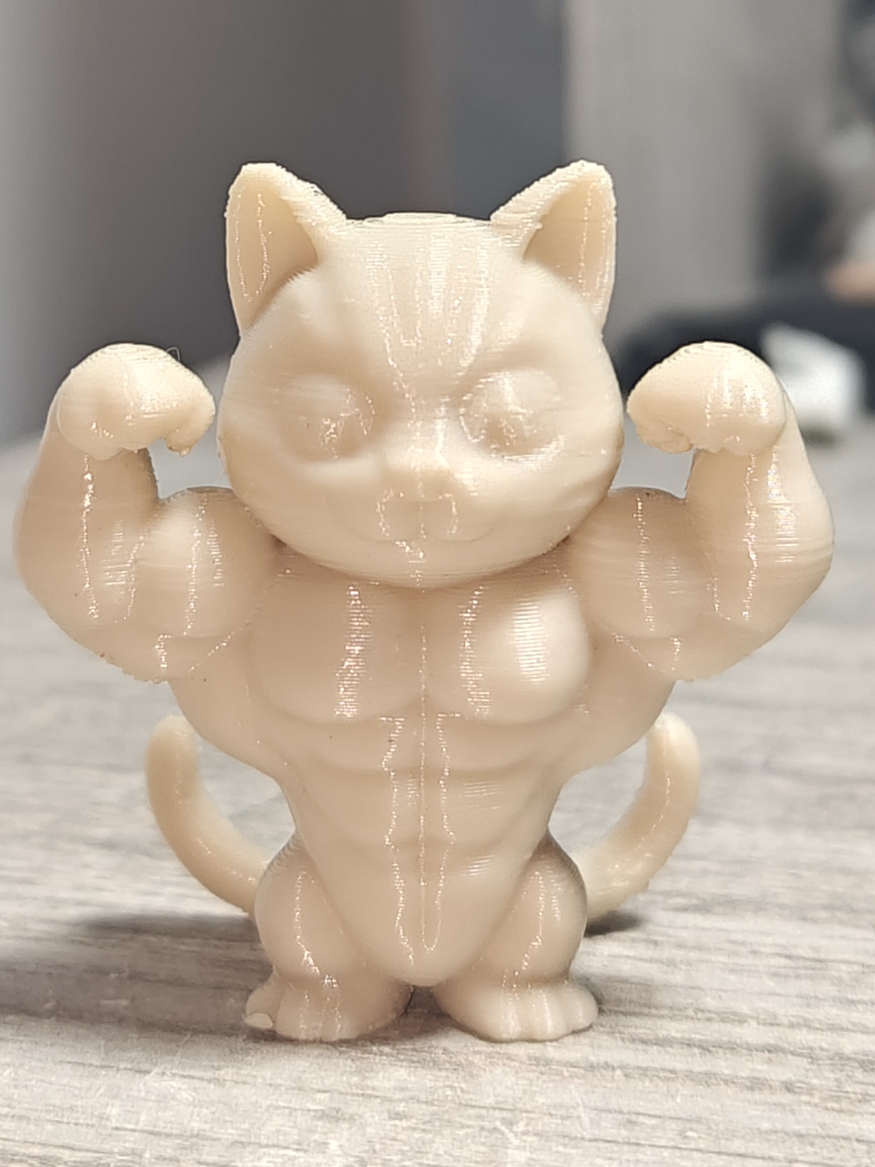 Gatto BodyBuilder coda biforcuta