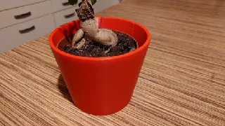 Elegance in Simplicity Flowerpot