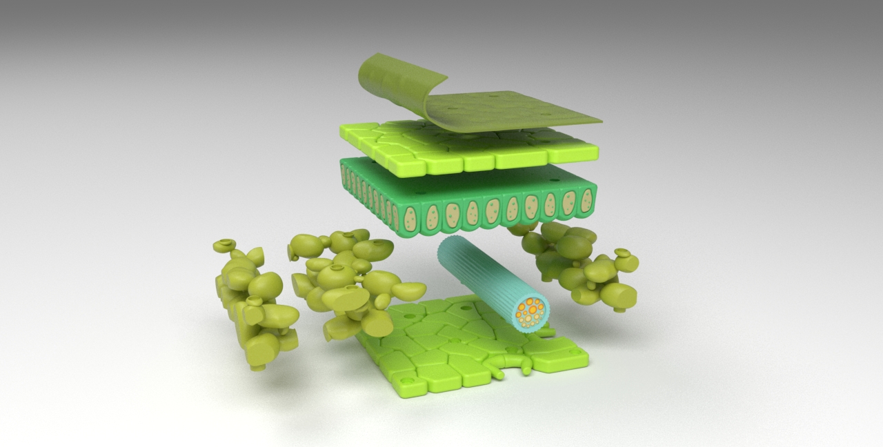 Leaf Anatomy Layers Structure — miniatura 2