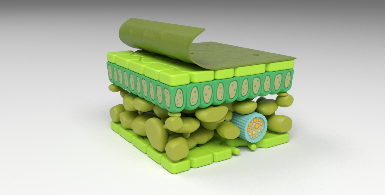 Leaf Anatomy Layers Structure